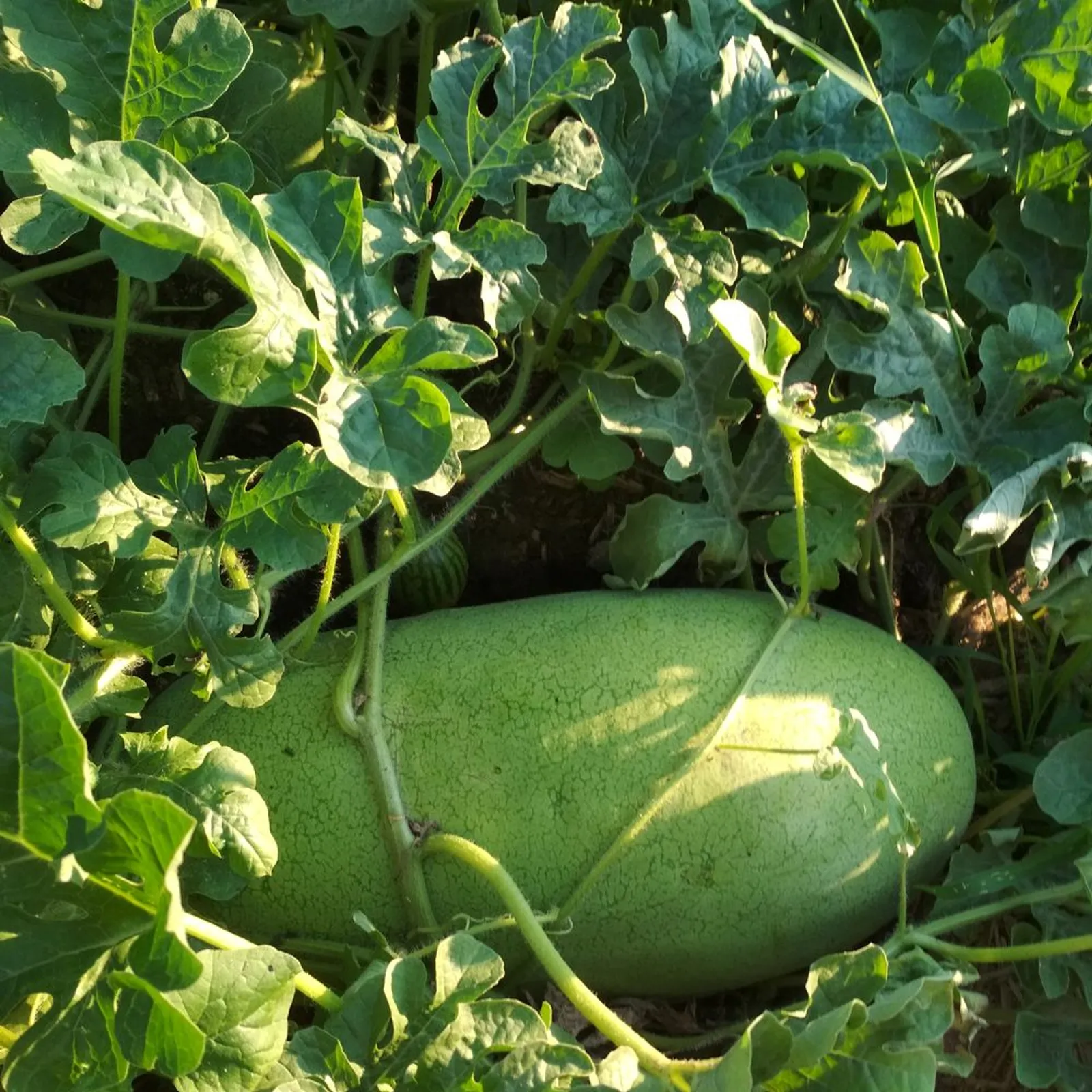 Charleston Gray Watermelon
