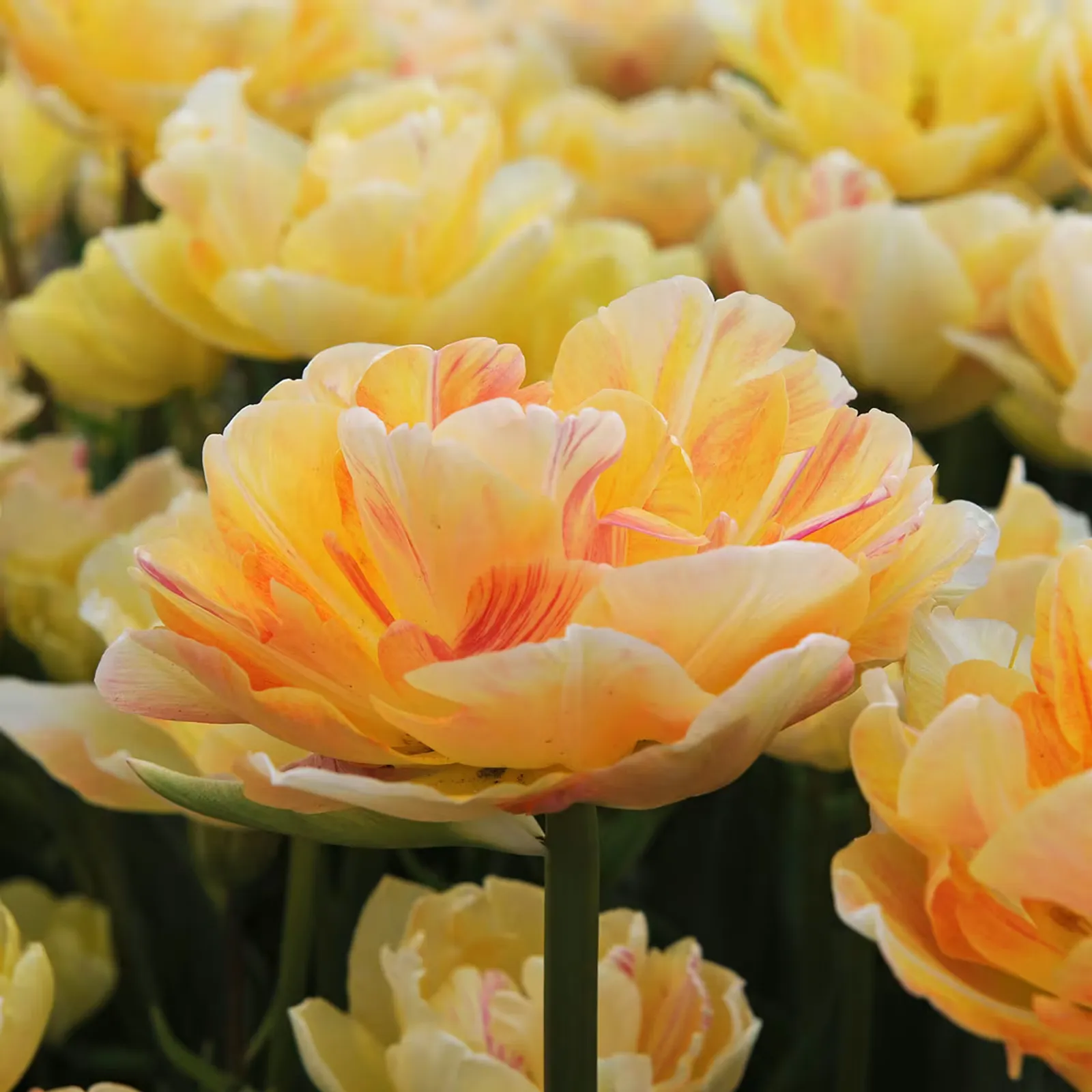 Charming Lady Tulips