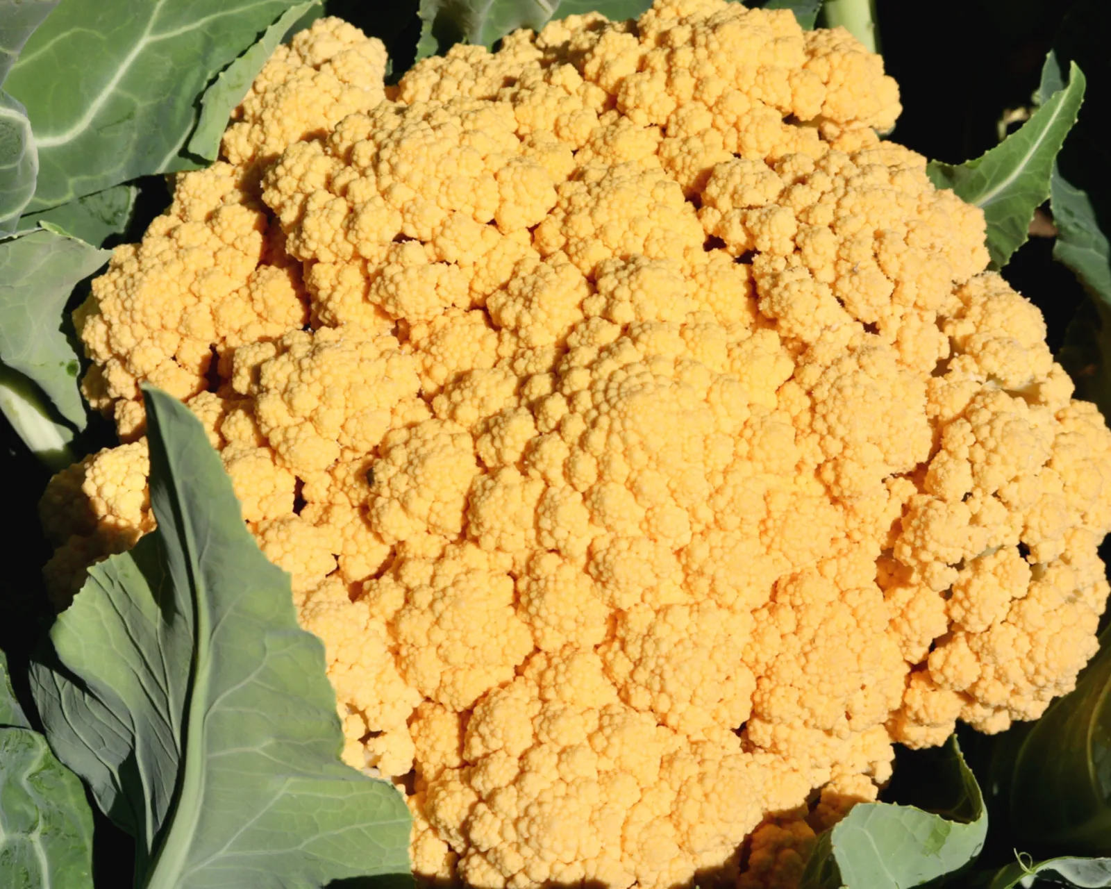 Cheddar Cauliflower