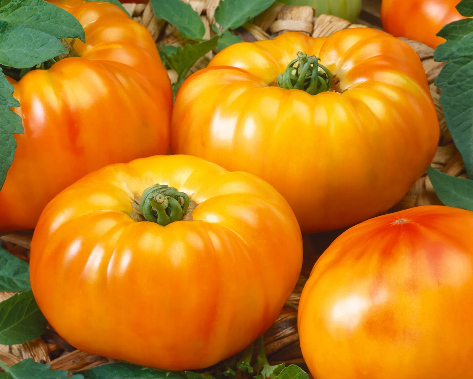 Chef's Choice Bicolor Hybrid Slicing Tomatoes