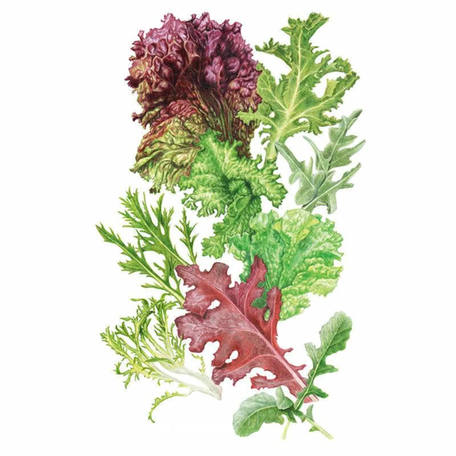 Chef's Choice Mesclun Lettuce