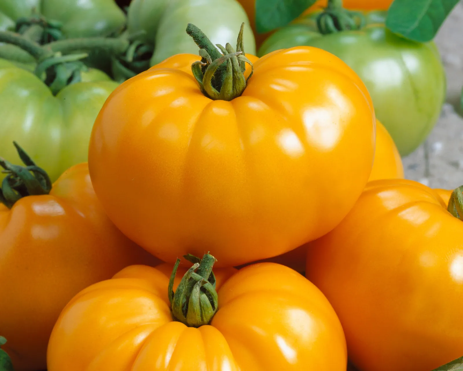 Chef's Choice Yellow Hybrid Slicing Tomatoes