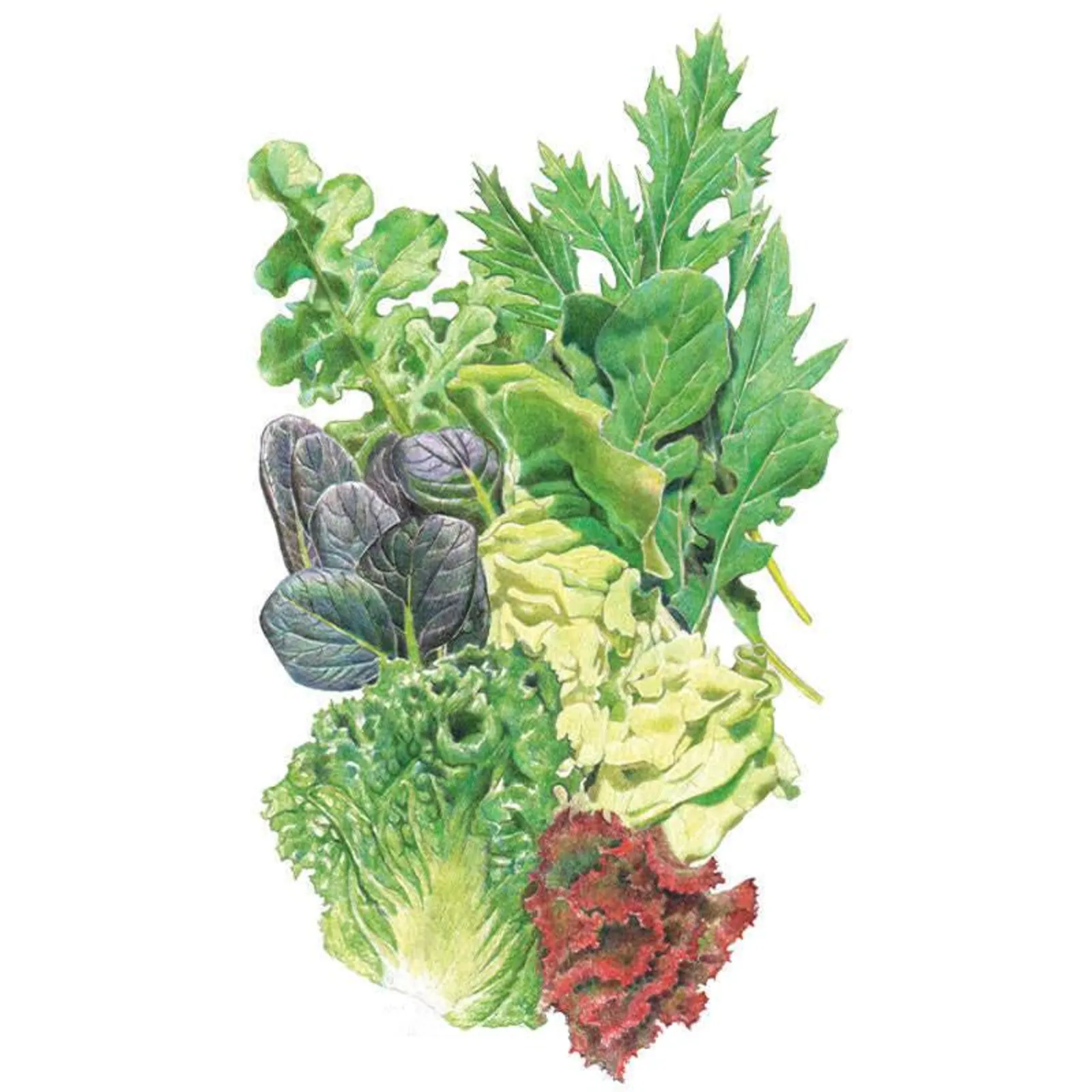 Chef's Medley Mesclun Lettuce