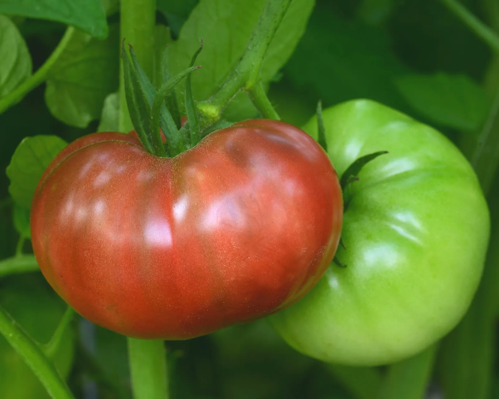 Cherokee Carbon Tomatoes