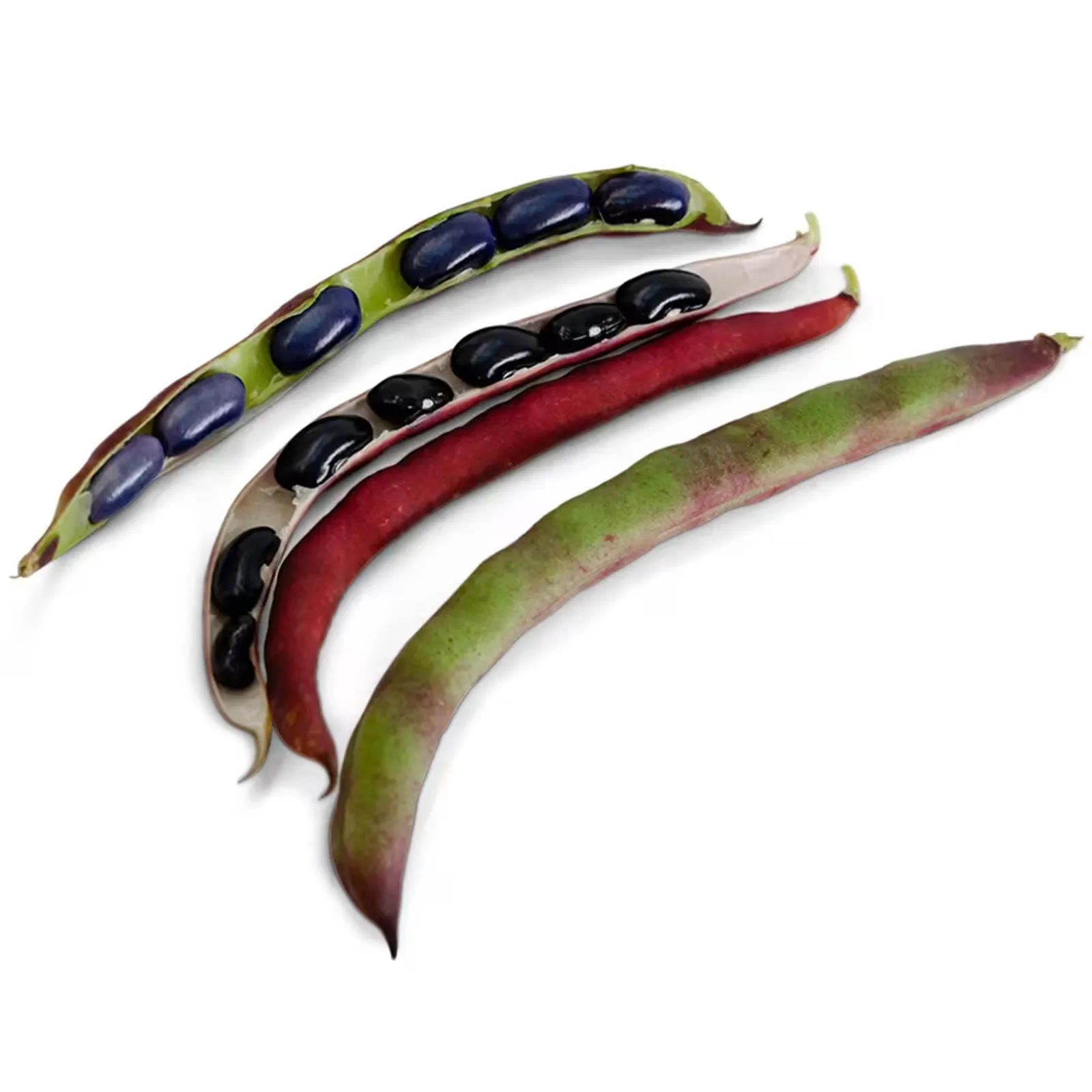 Cherokee Trail of Tears Beans