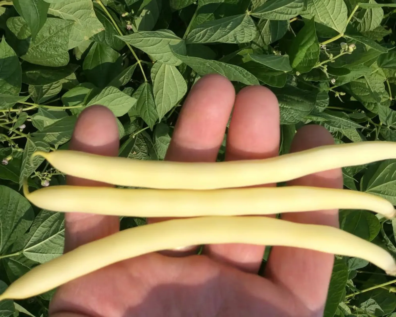 Cherokee Wax Beans