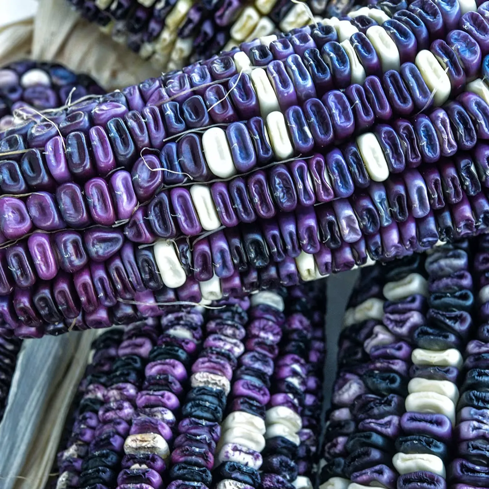 Cherokee White Eagle Corn