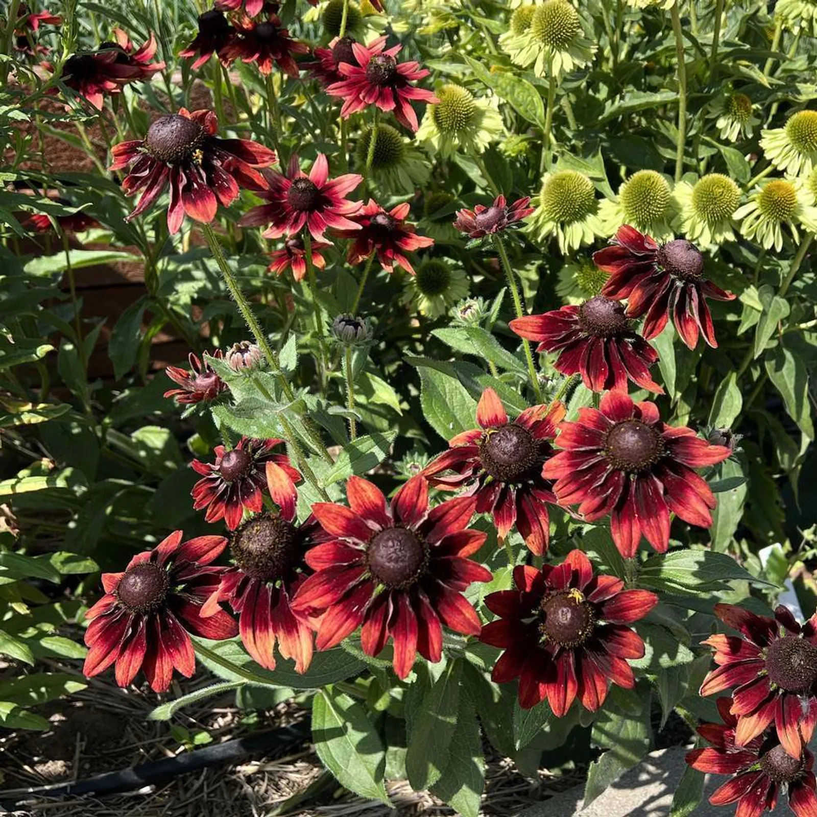 Cherry Brandy Rudbeckia Black-Eyed Susan