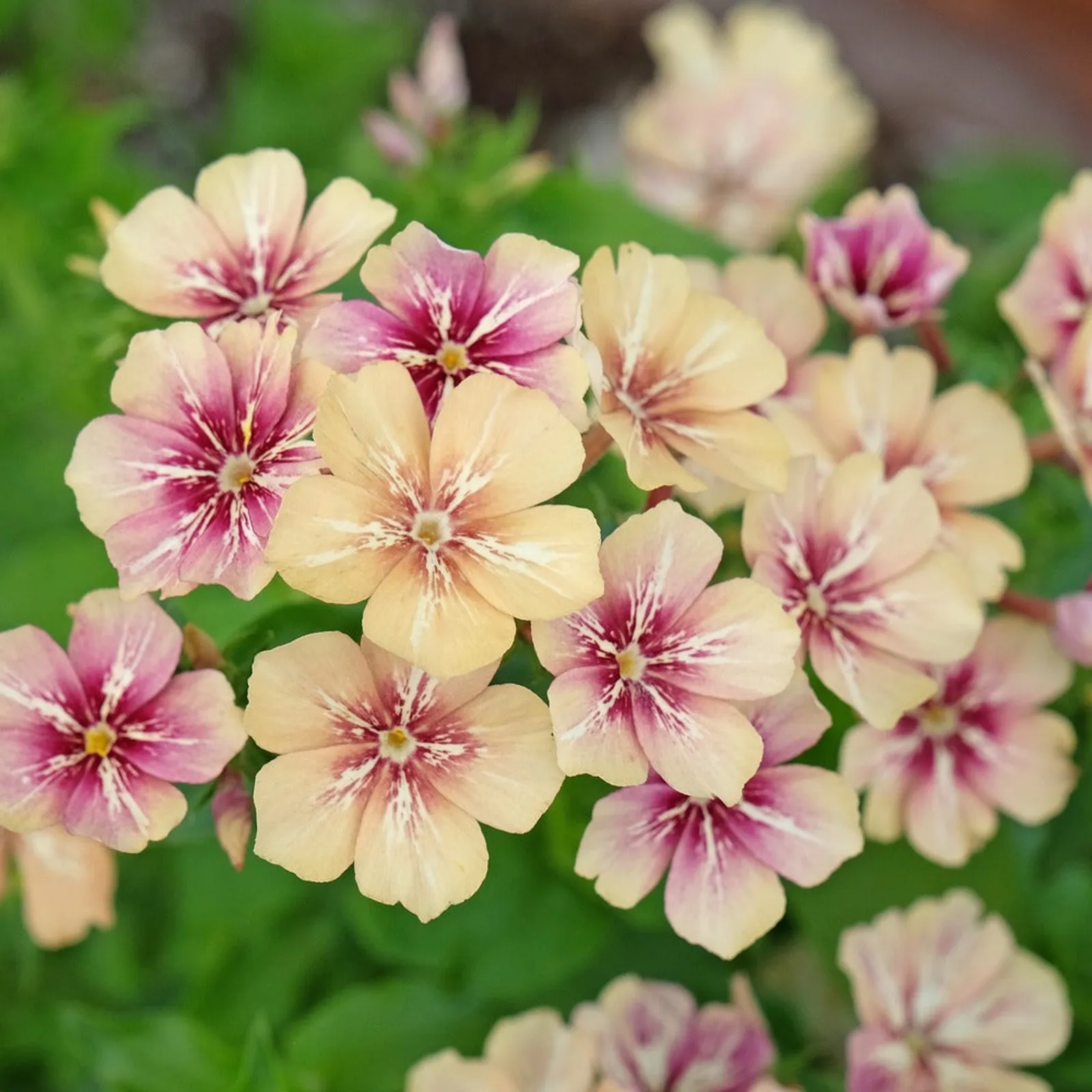 Cherry Caramel Phlox Zinnia