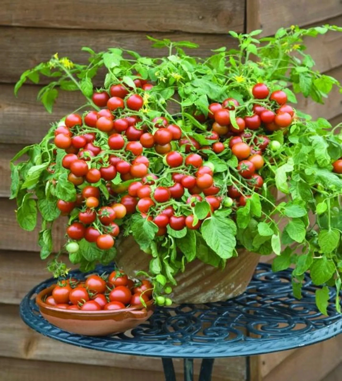 Cherry Falls Bush Cherry Tomatoes