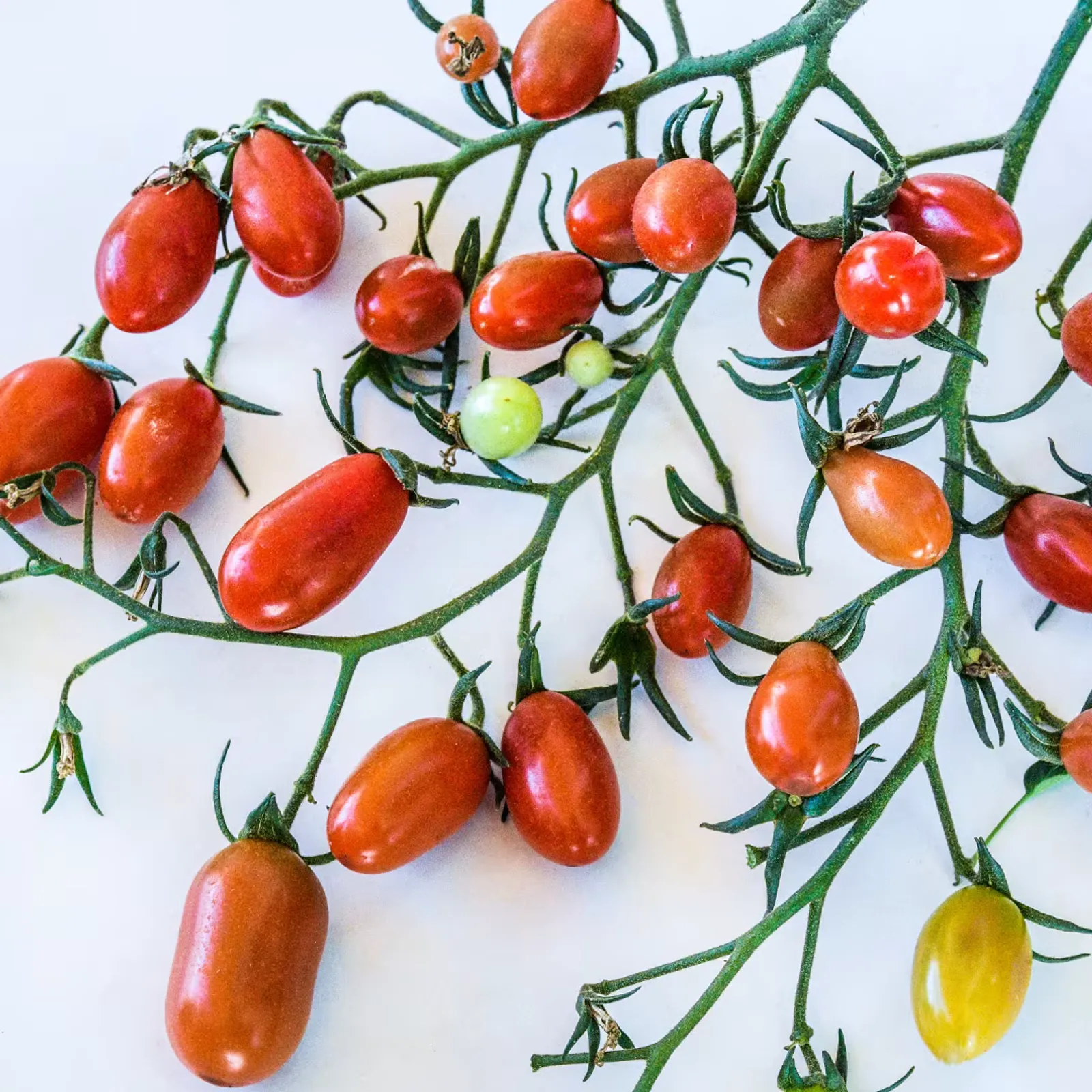 Cherry Flaviola Tomatoes