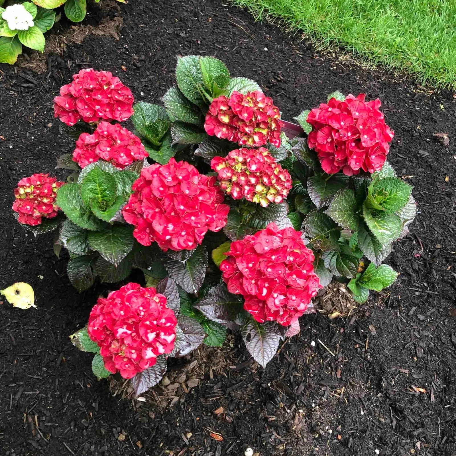 Cherry-Go-Round Hydrangea