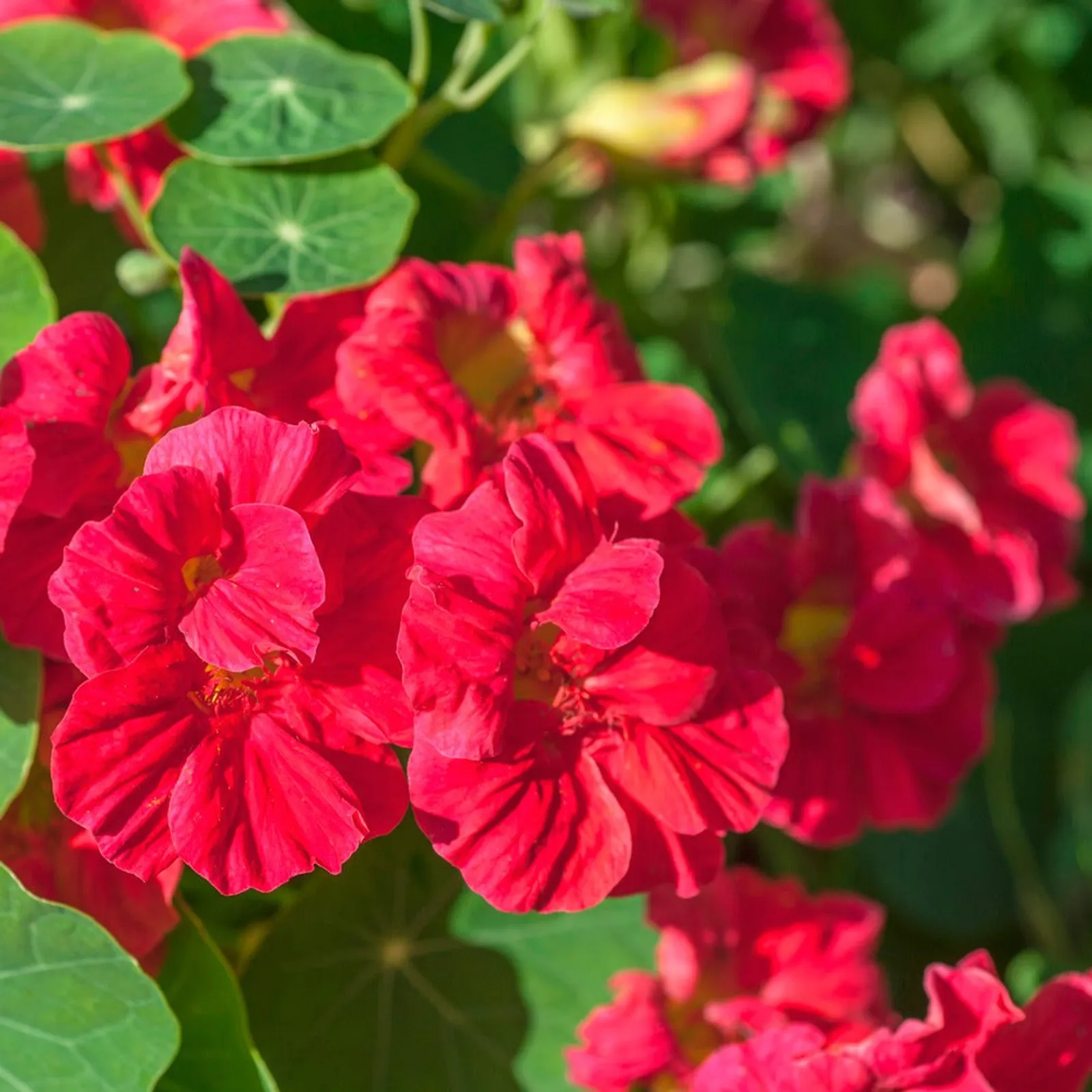 Cherry Rose Jewel Nasturtium