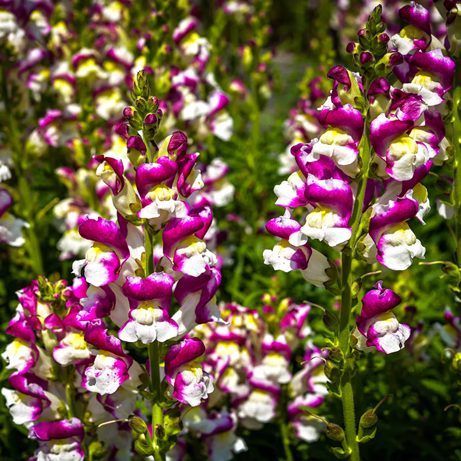 Cherry Twist Snapdragon