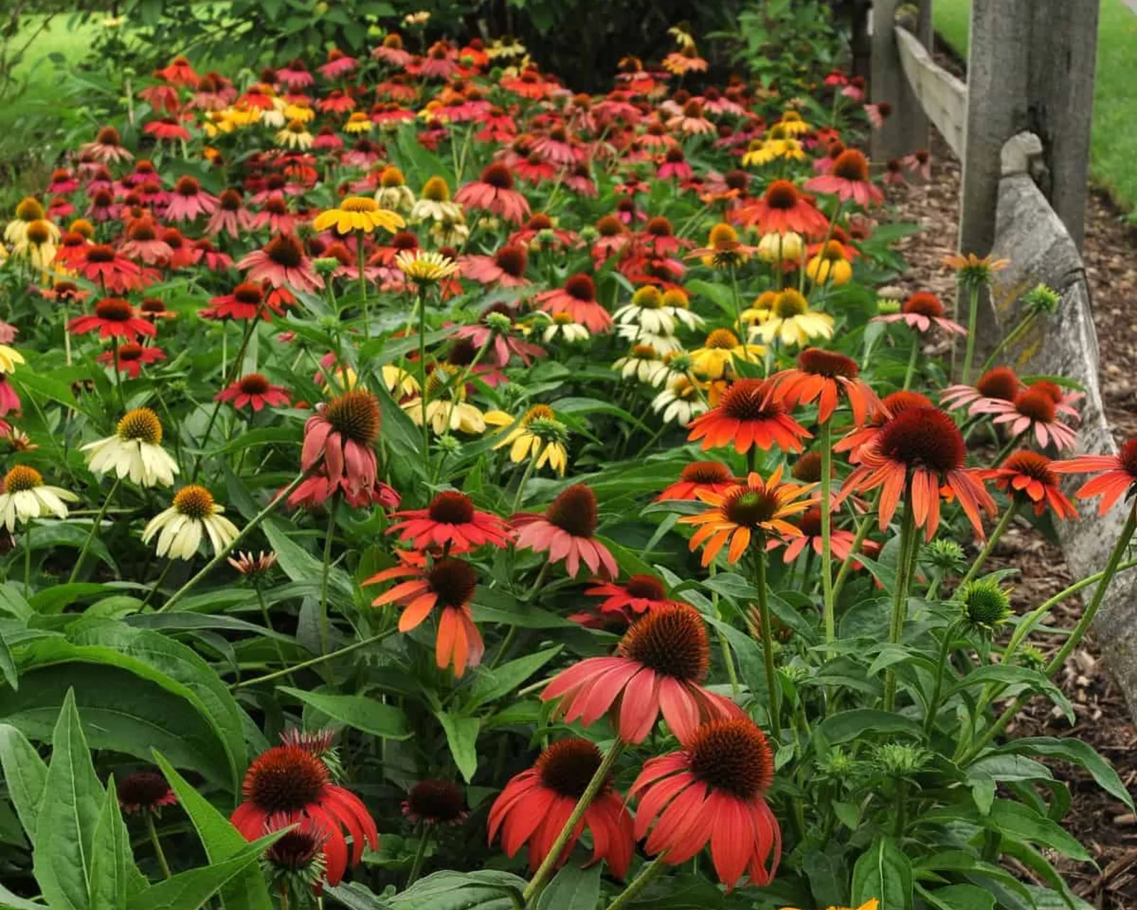 Cheyenne Spirit Coneflower Echinacea