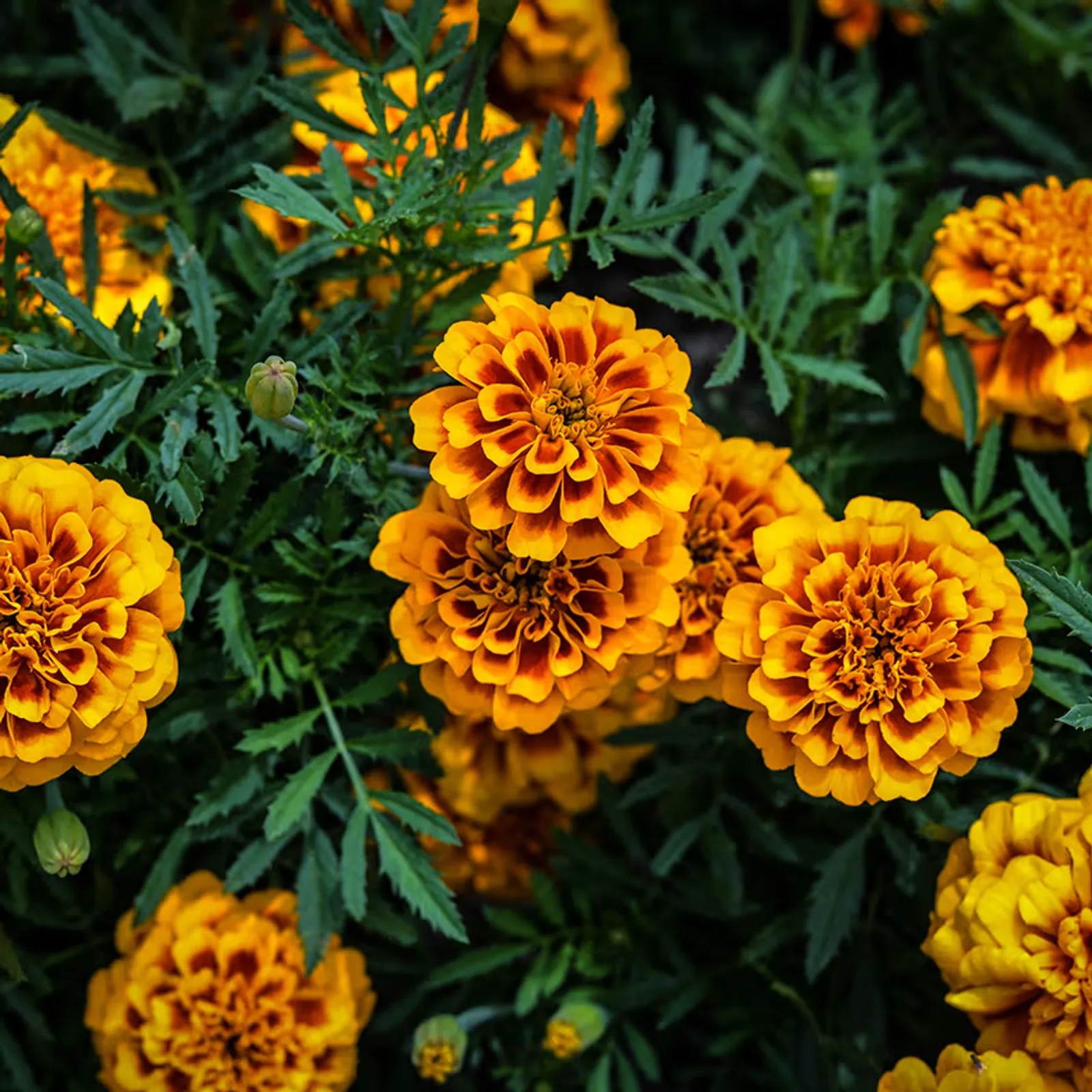 Chica Flame Marigold