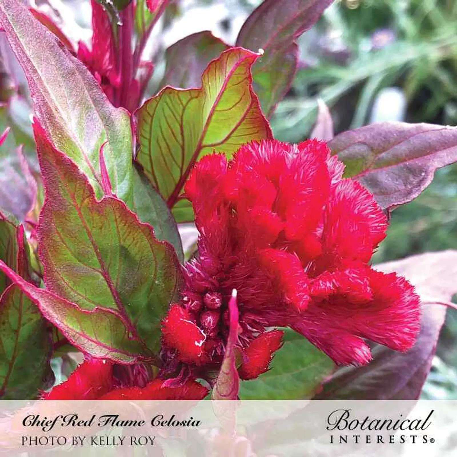 Chief Red Flame Celosia