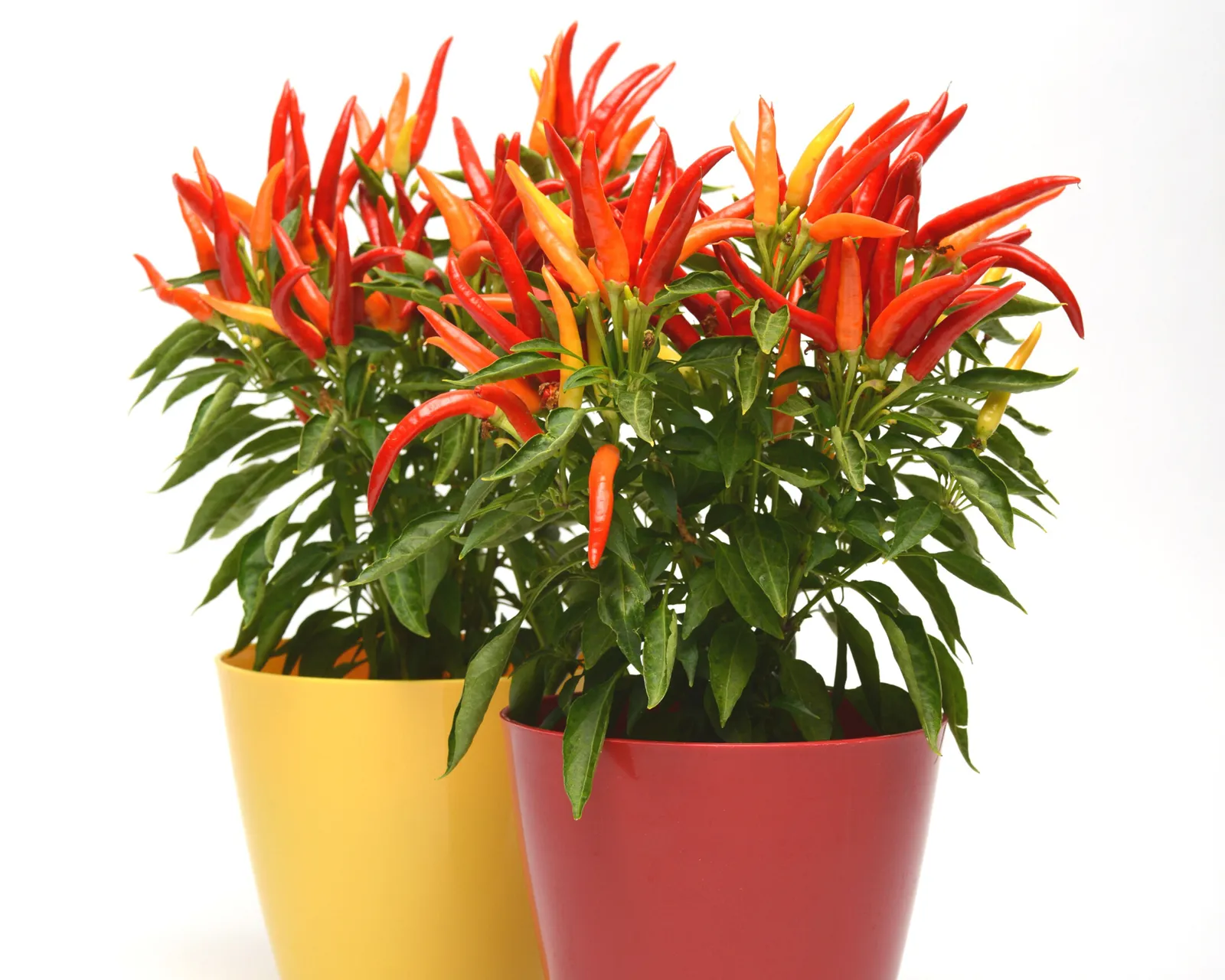 Chilly Chili Peppers