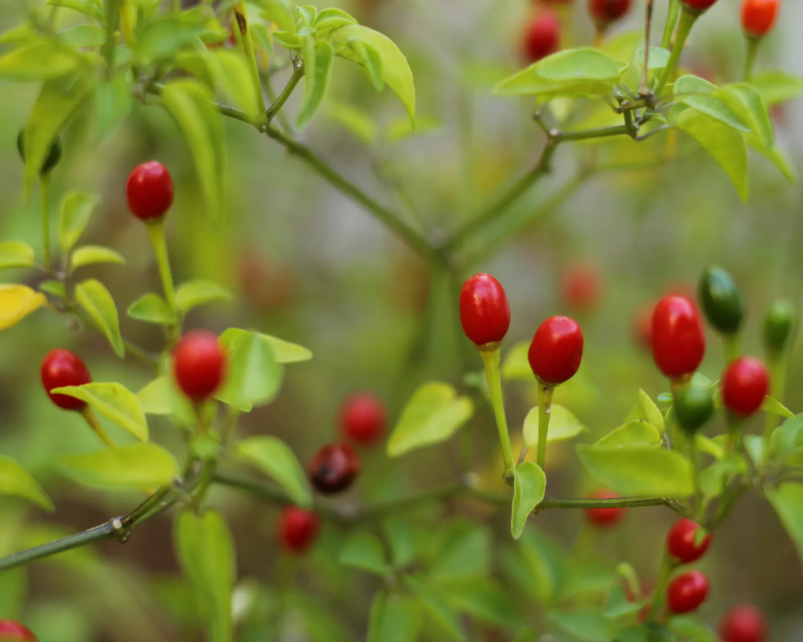 Chiltepin Wild Chile Peppers