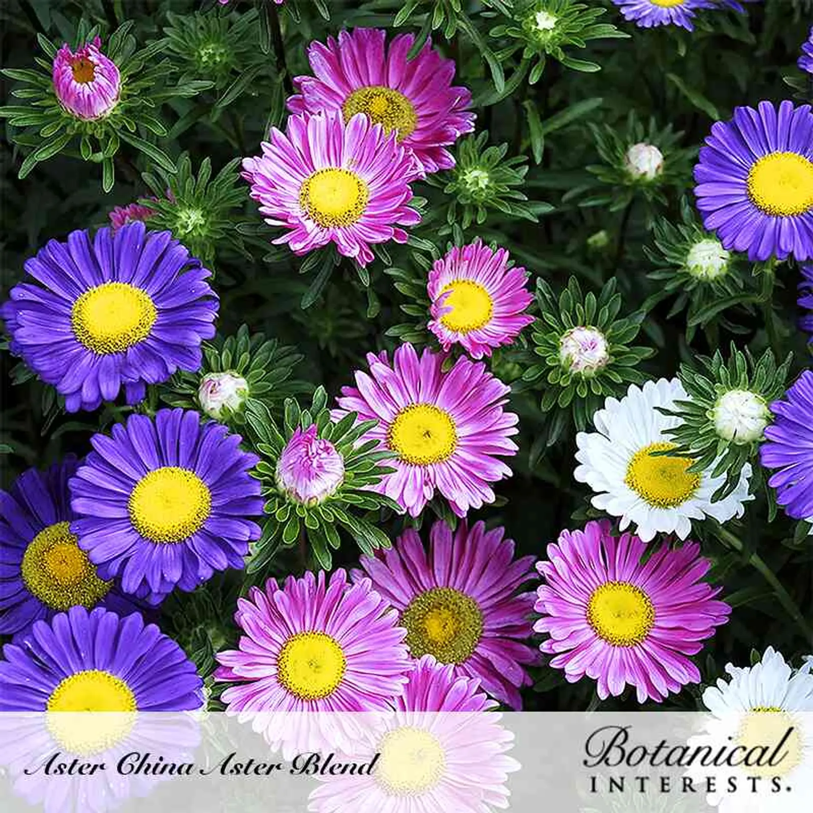 China Blend Aster
