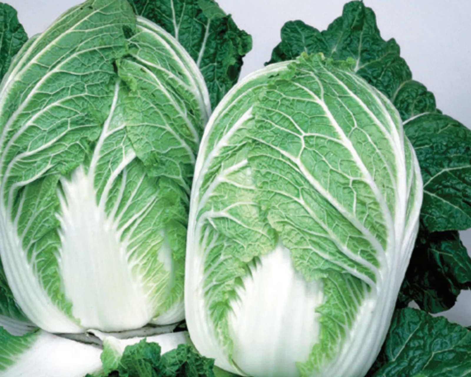 China Express Hybrid Chinese Cabbage