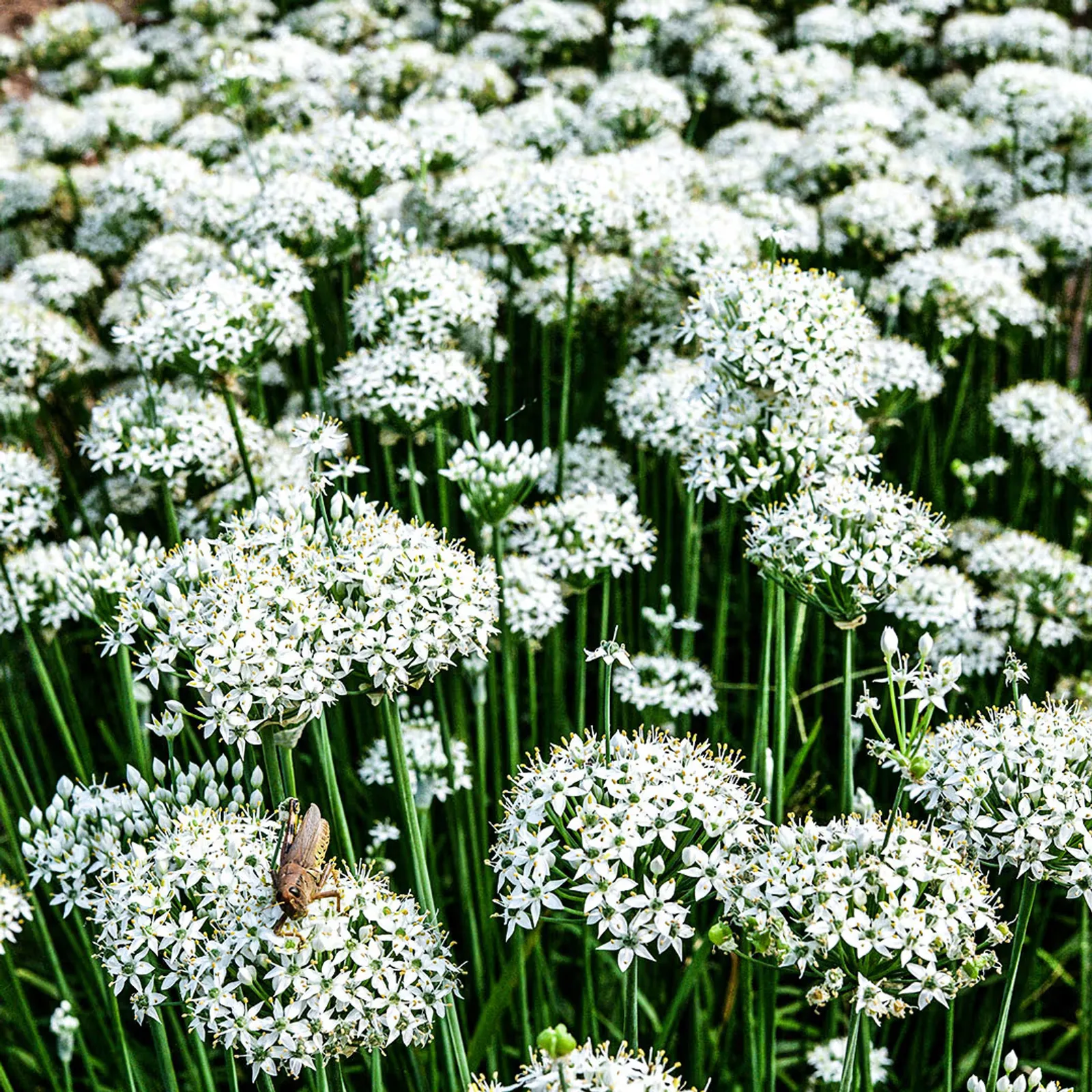 Chinese Chives