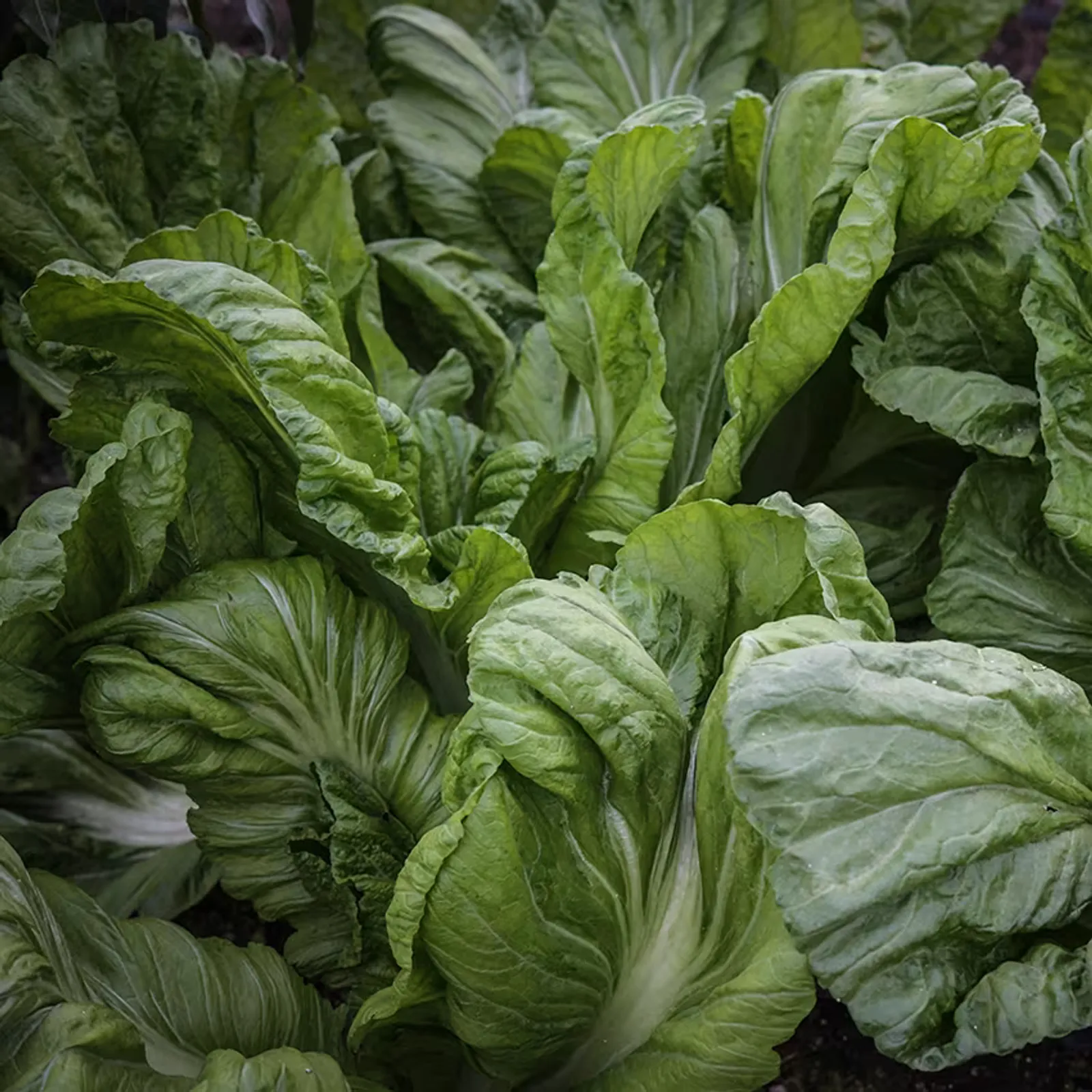 Chinese Giant Leaf Mustard