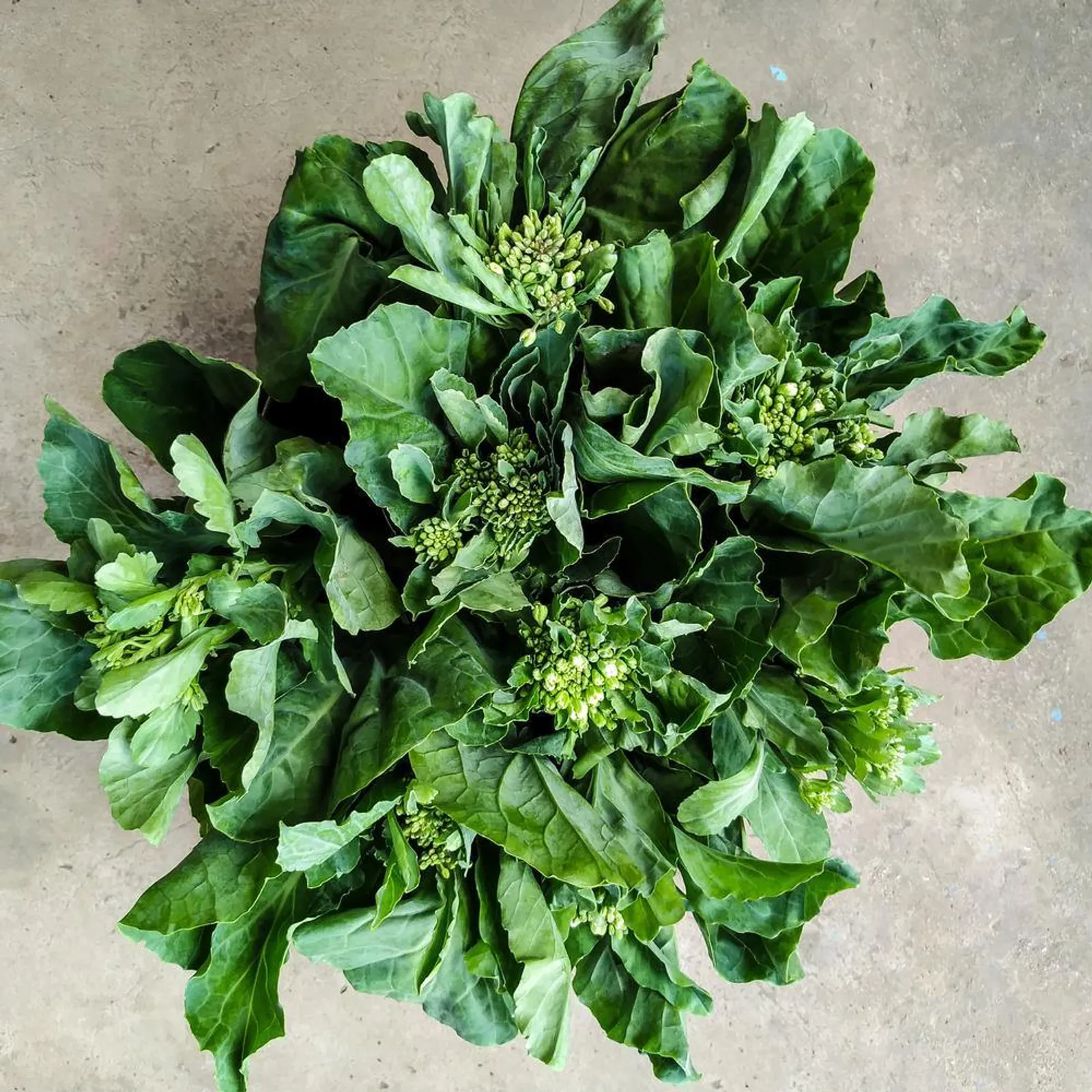 Chinese / Kailaan Broccoli