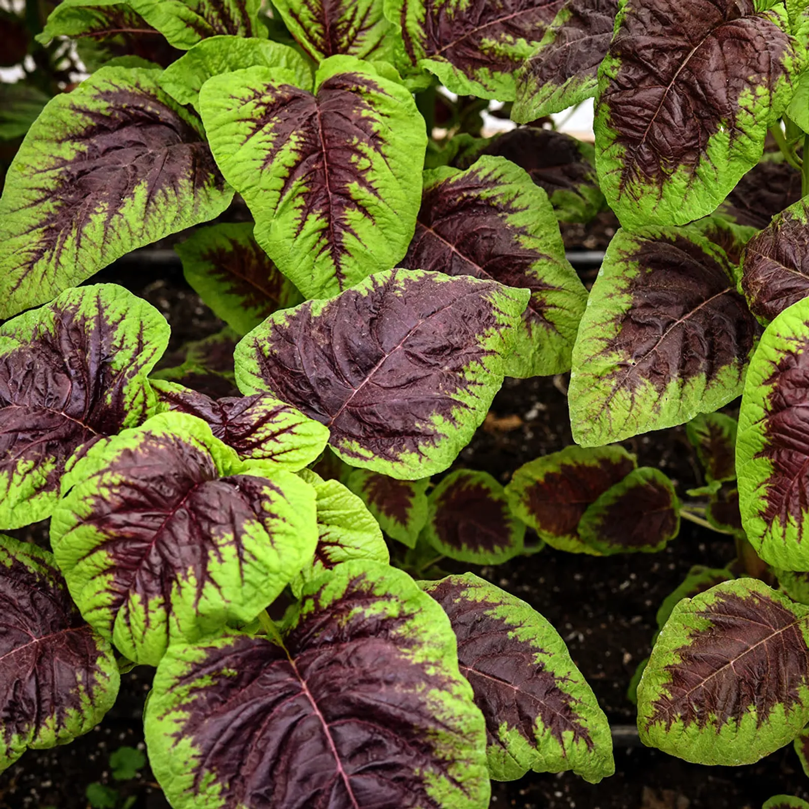 Chinese Multicolor Spinach Amaranth