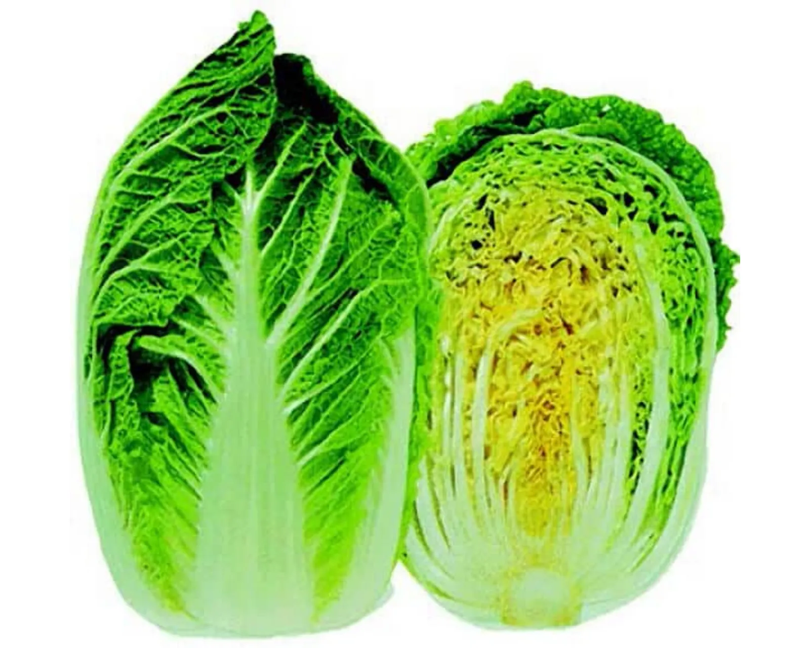 Chinese (Napa) (Sui Choy) Cabbage