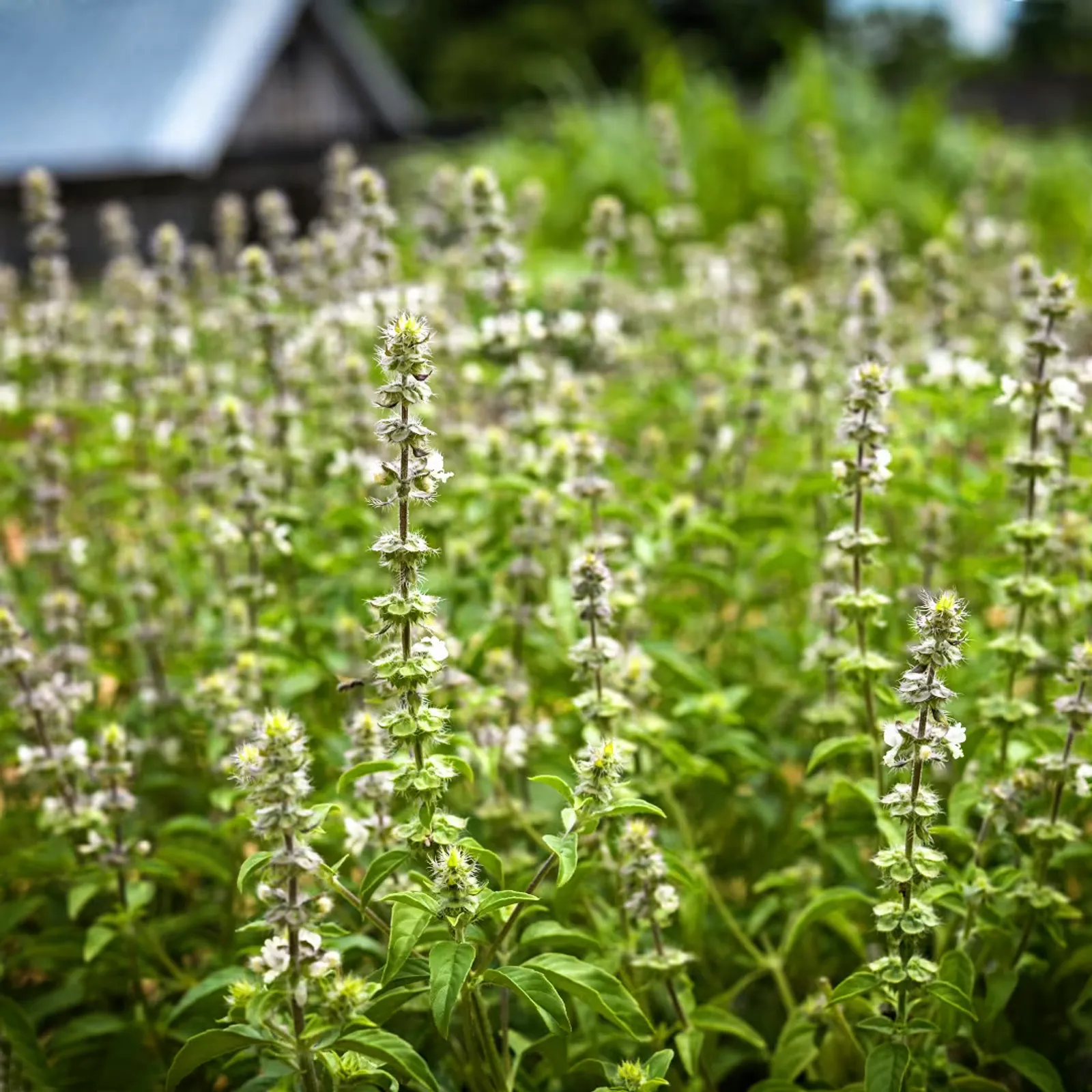 Chinese Sweet Basil