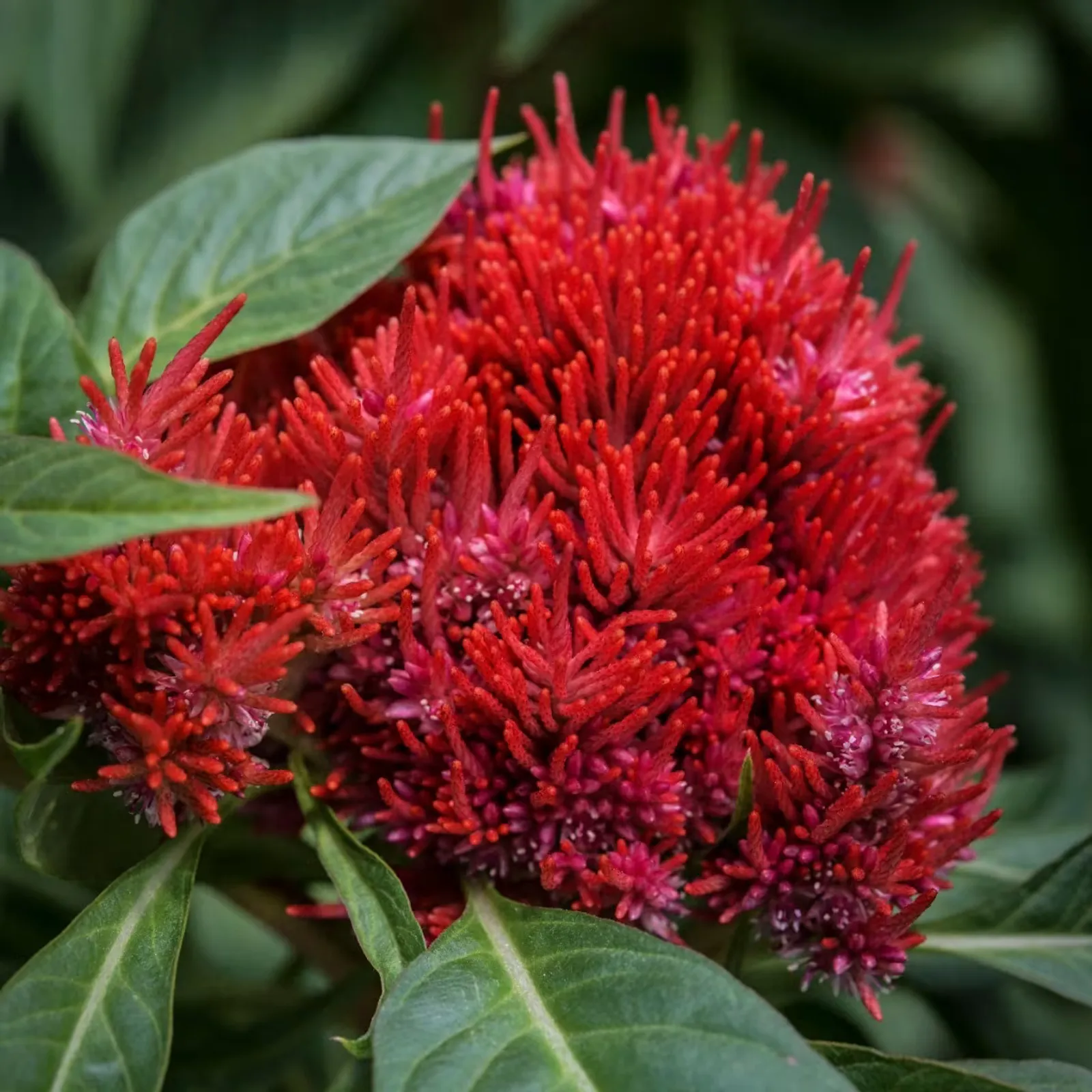 Chinese Wool Flower Celosia