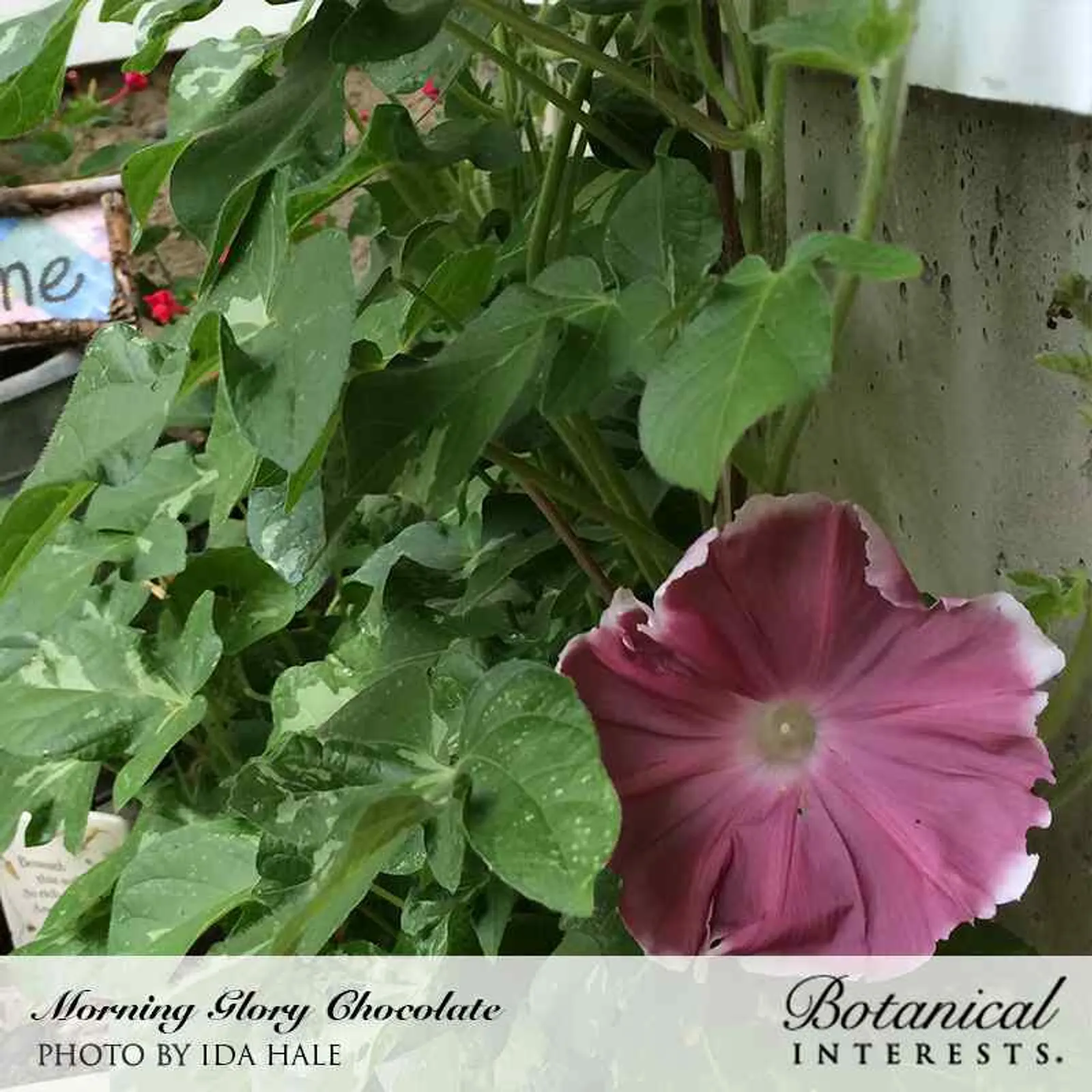 Chocolate Morning Glory