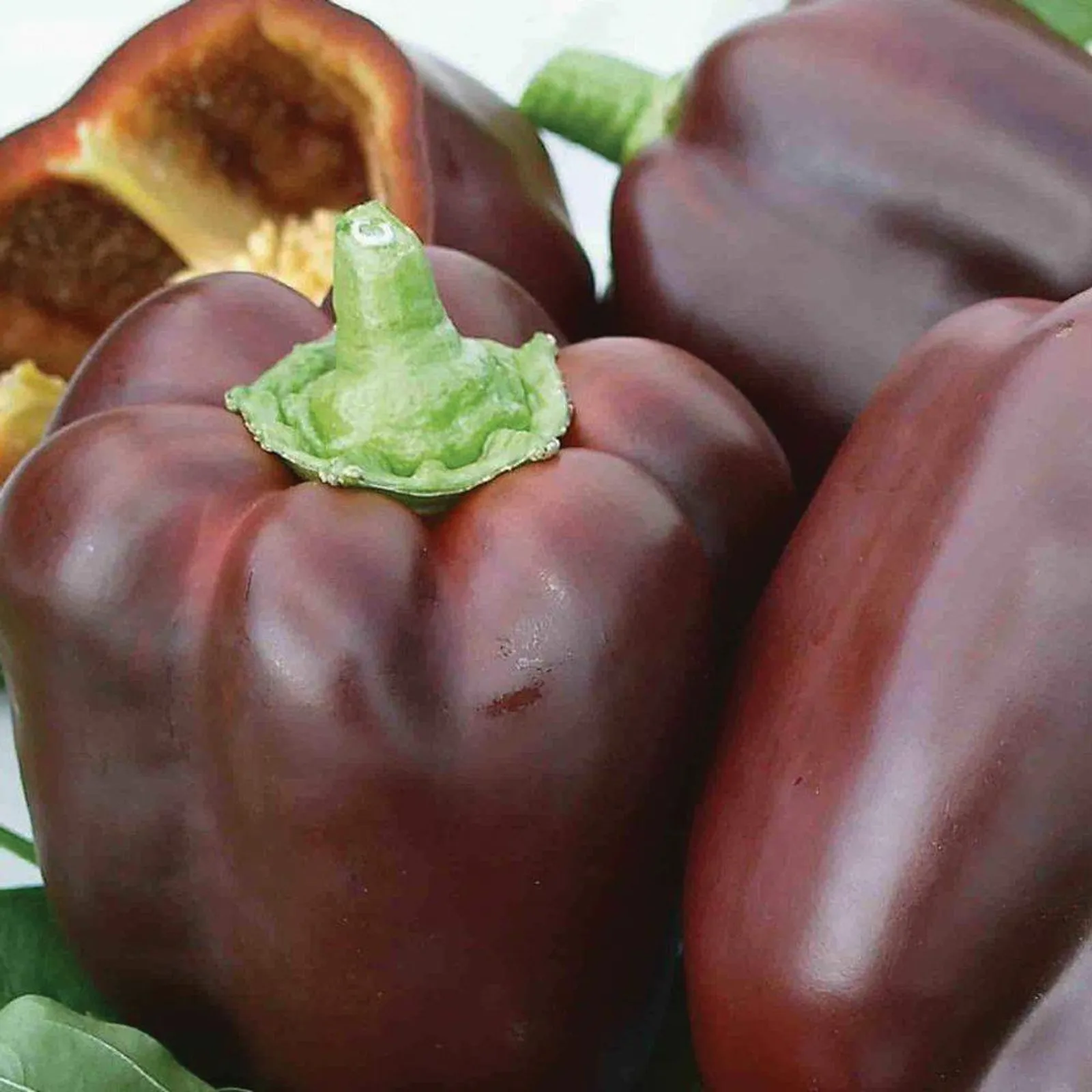 Chocolate Beauty Peppers