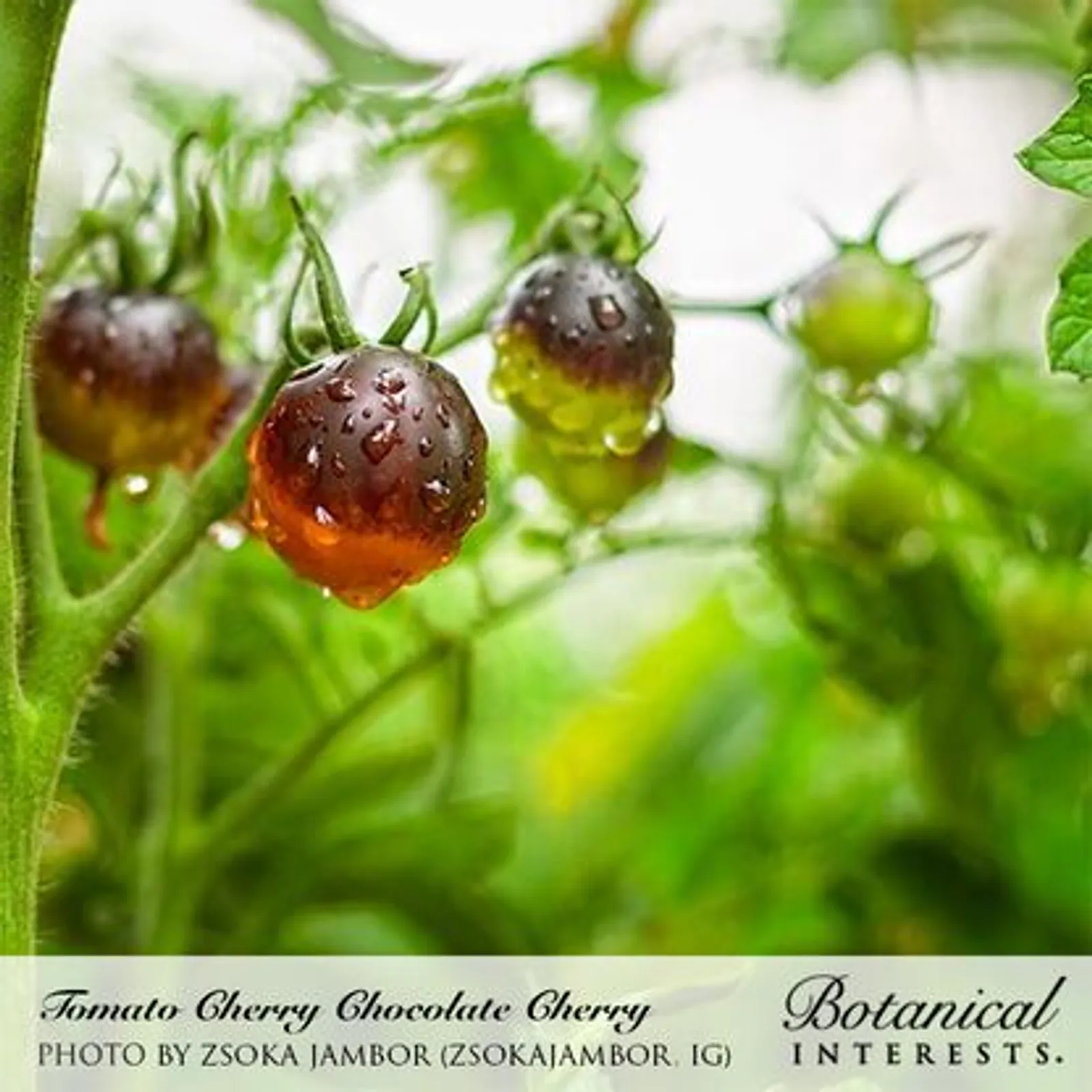 Chocolate Cherry Pole Cherry Tomatoes