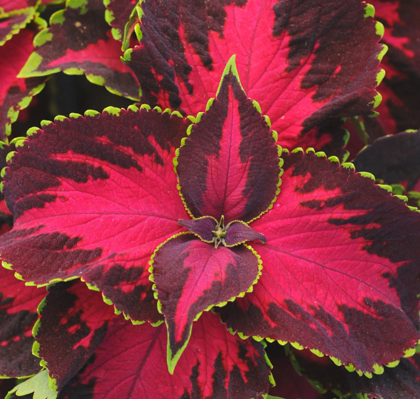 Chocolate Covered Cherry Coleus Geranium
