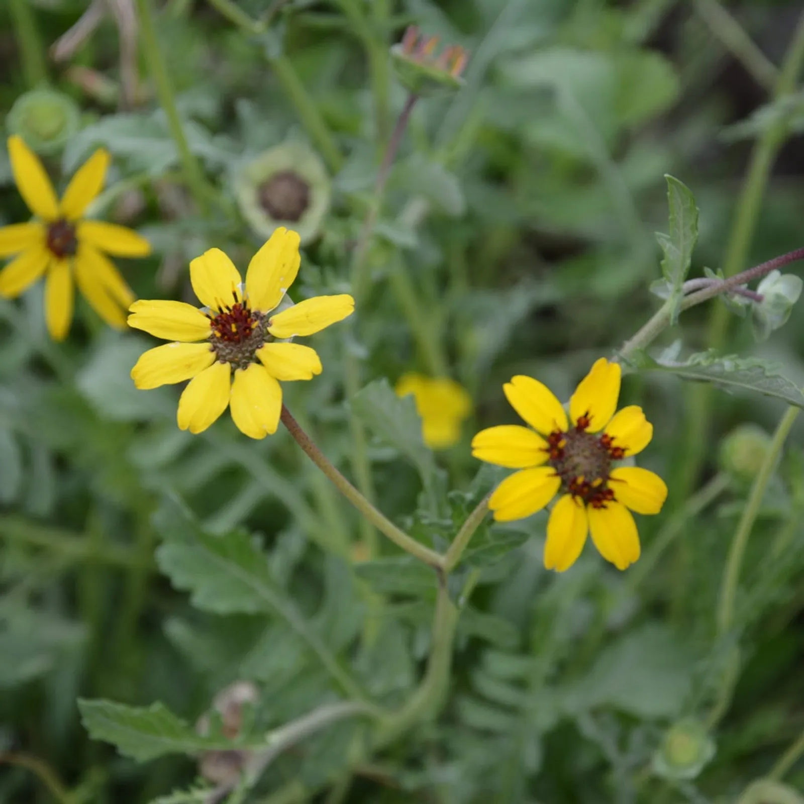 Chocolate Daisy