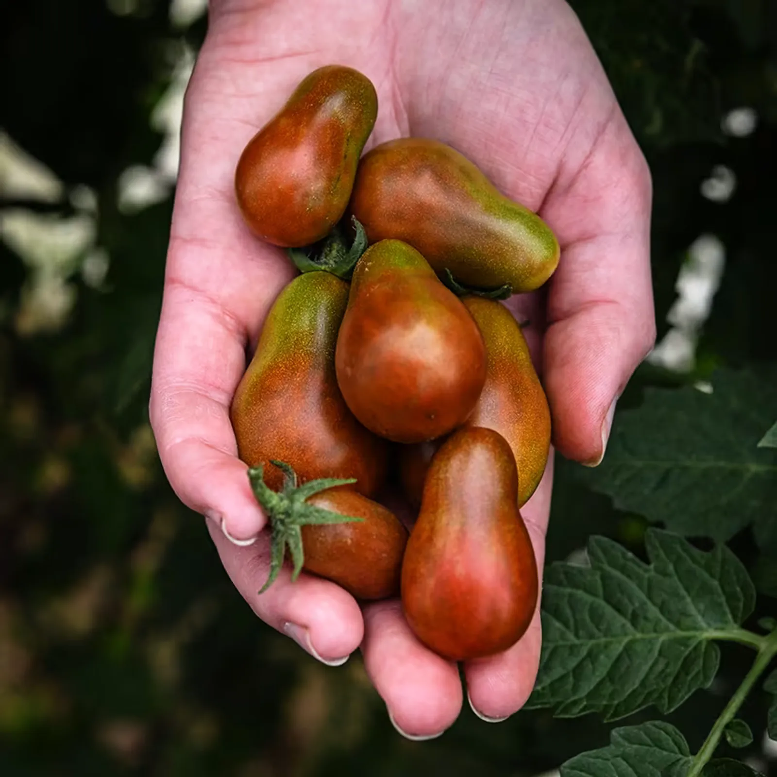 Chocolate Pear Tomatoes