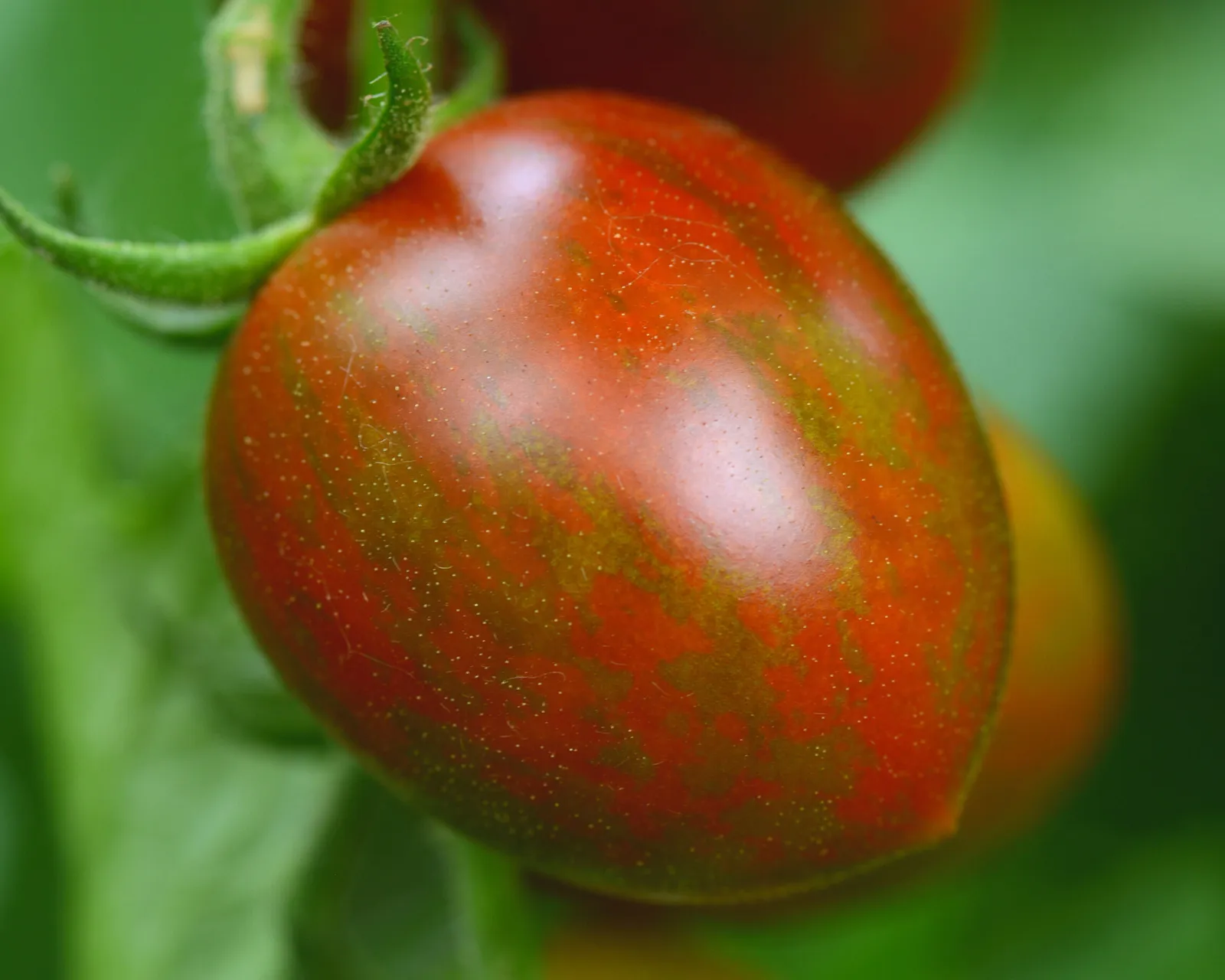 Chocolate Sprinkles Tomatoes