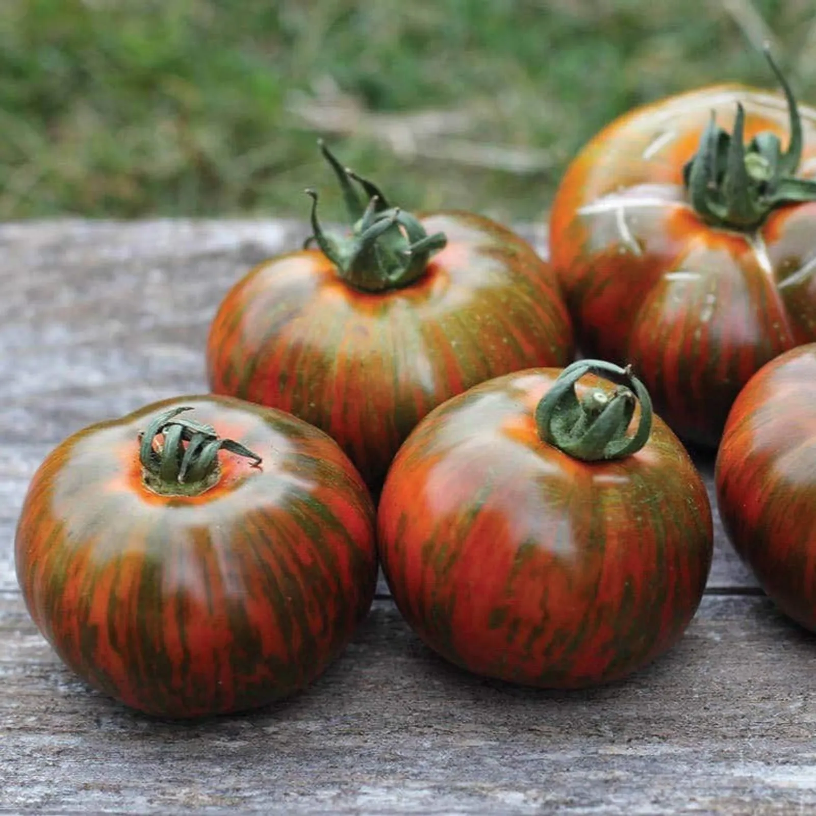 Chocolate Stripes Tomatoes