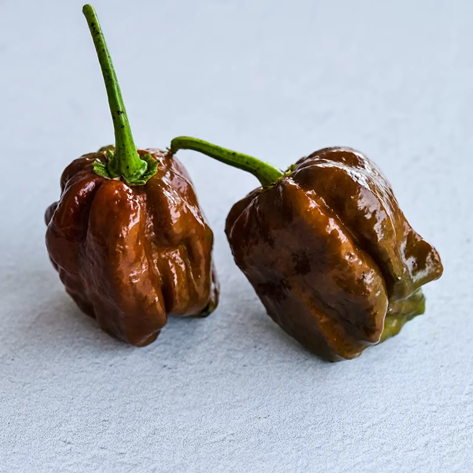Chocolate Trinidad Scorpion Peppers