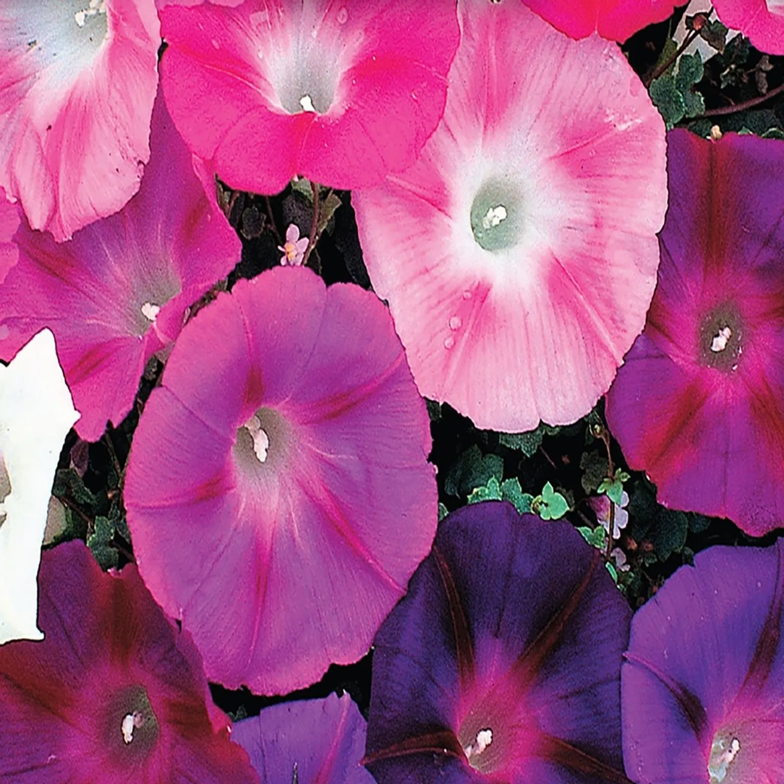 Choice Mixed Colors Morning Glory