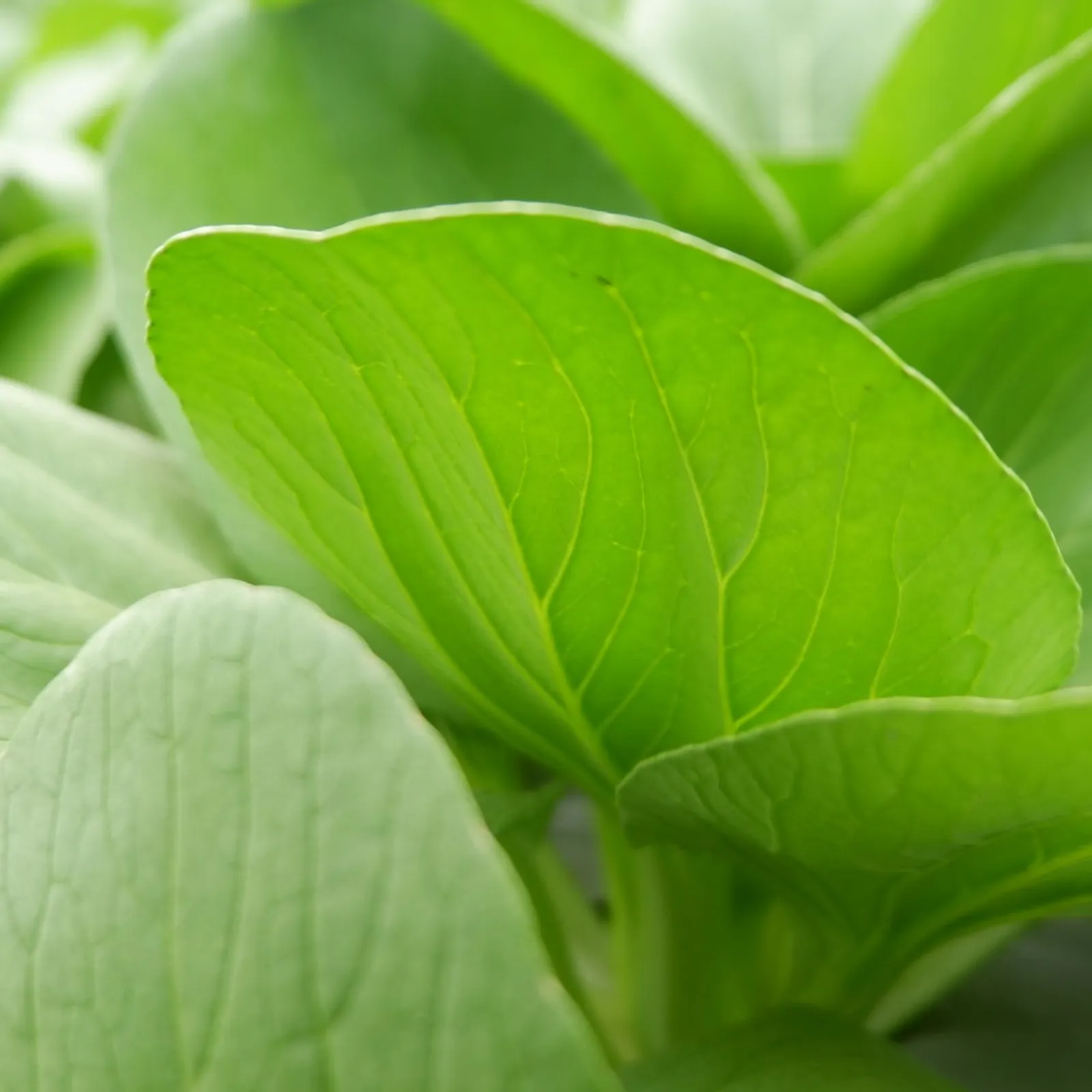 Choko Bok Choy