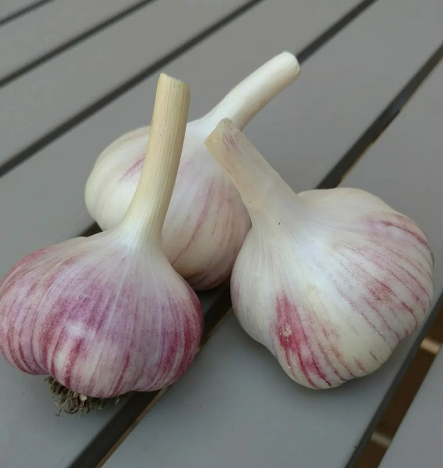 Chrysalis Purple Garlic