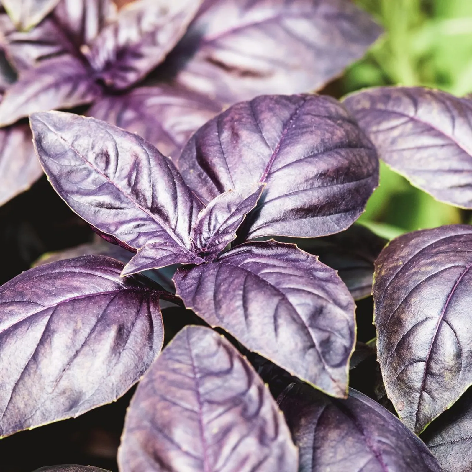 Ciao Bella Blend Basil
