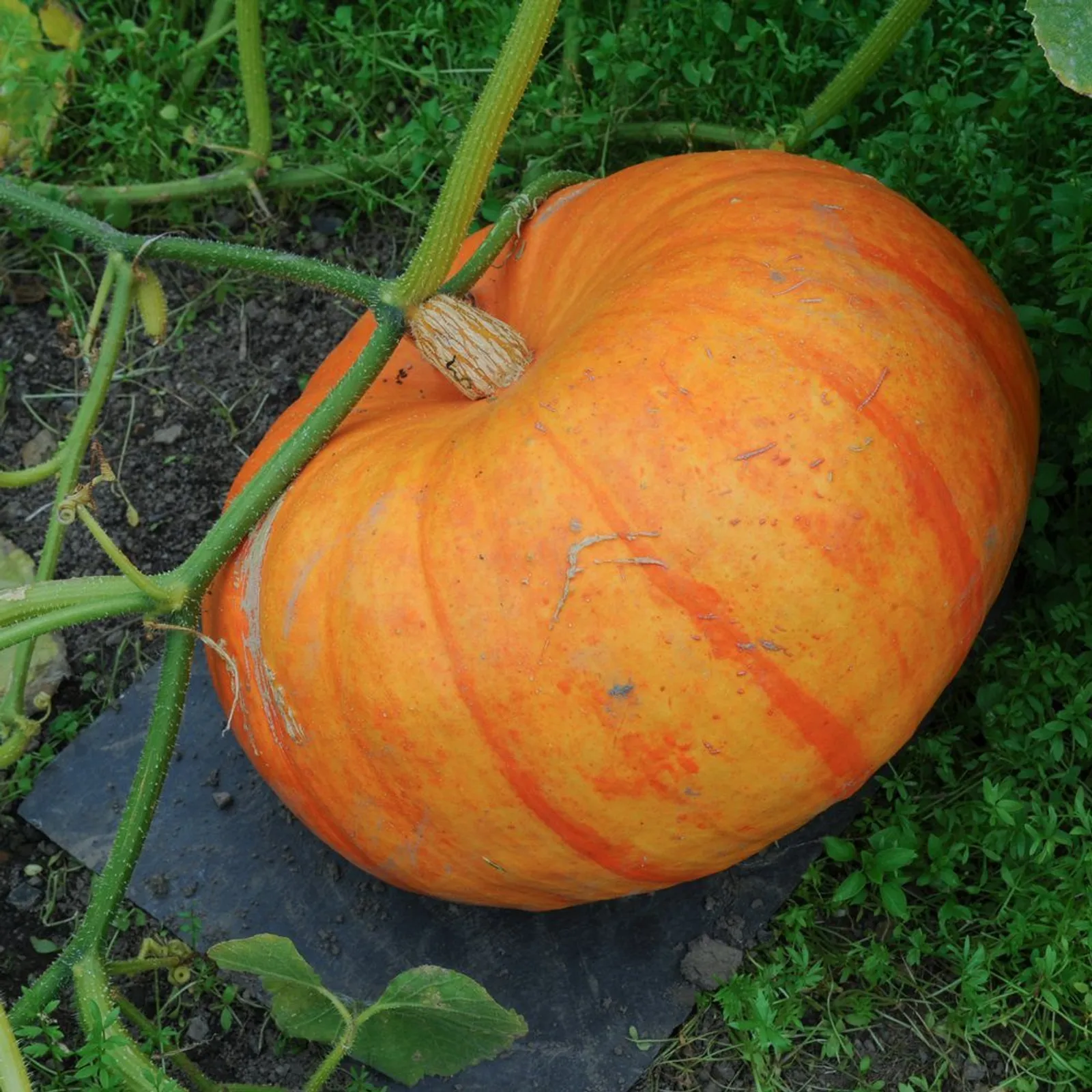 Cinderella's Ride Pumpkin