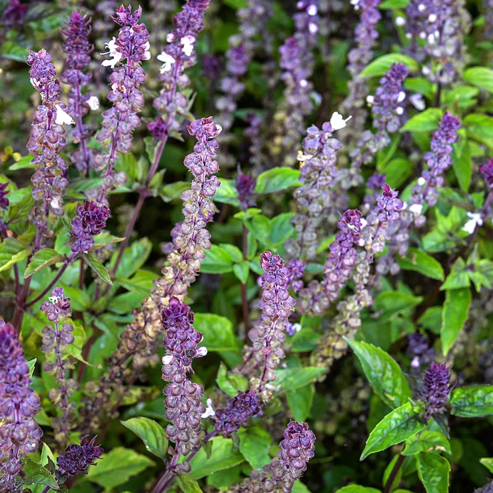 Cinnamon Basil