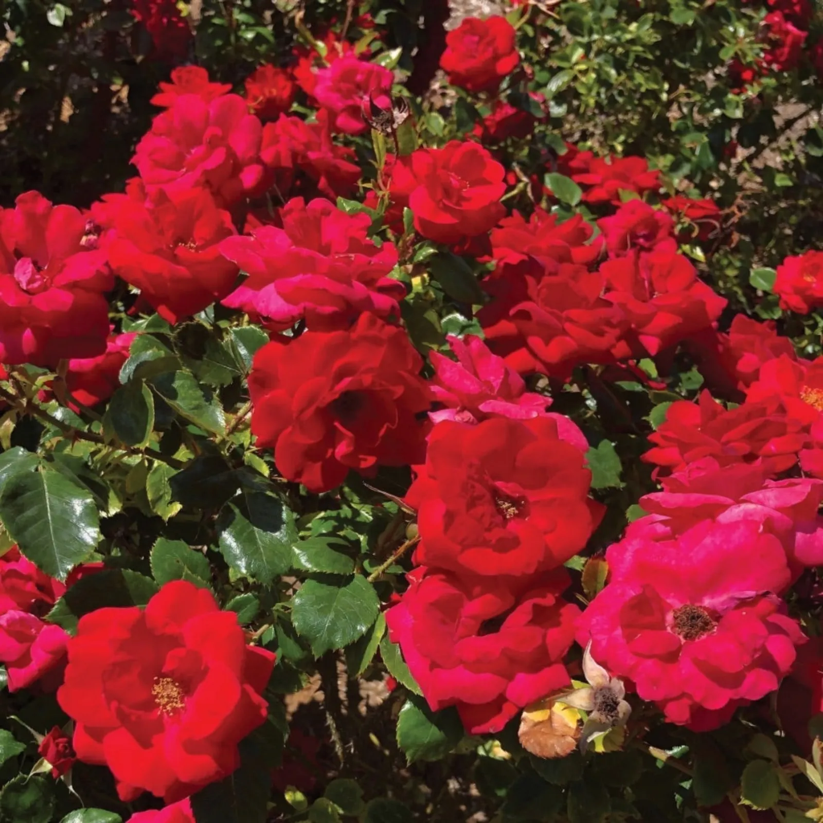 Cinnamon Hearts Rose