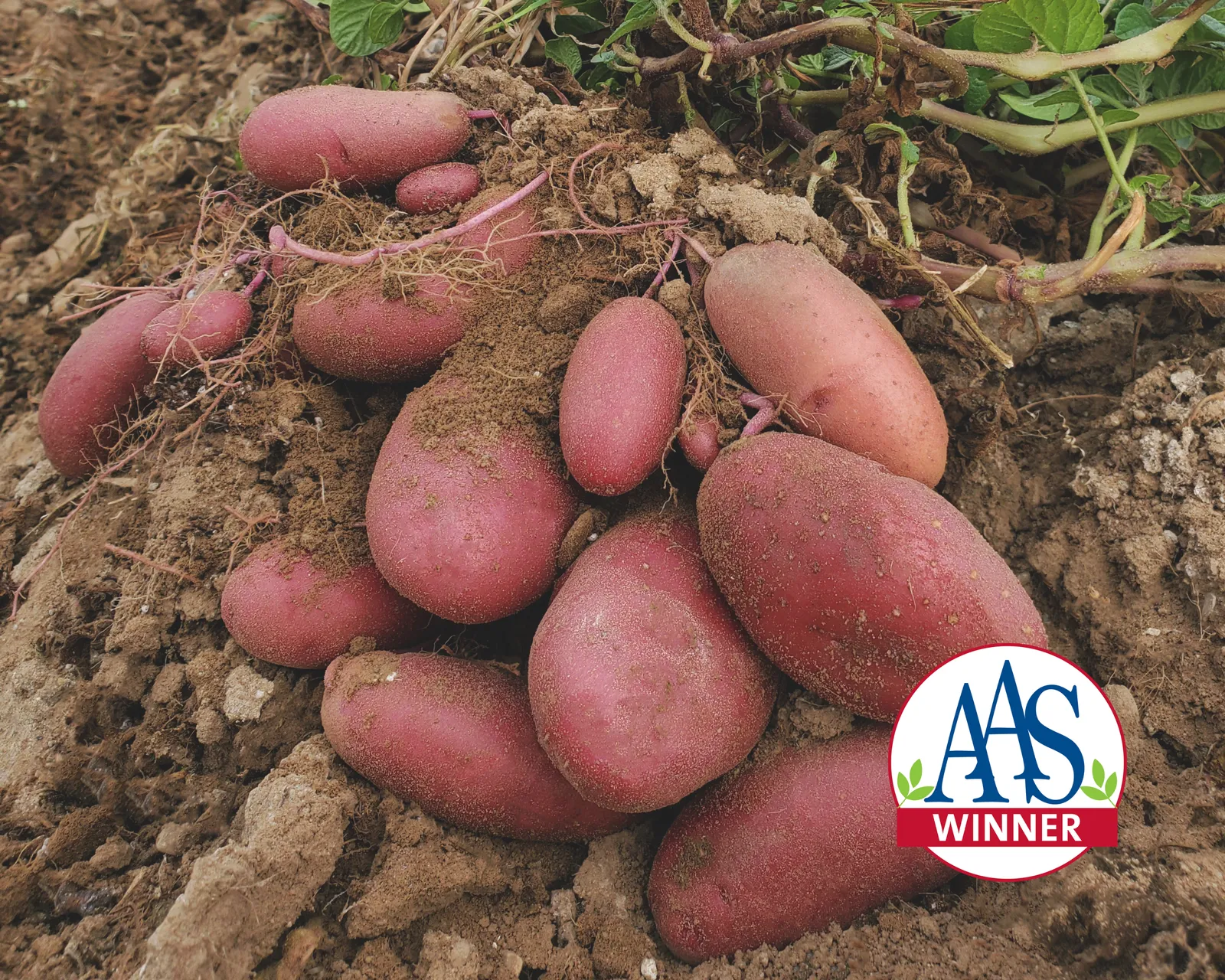 Clancy Potatoes
