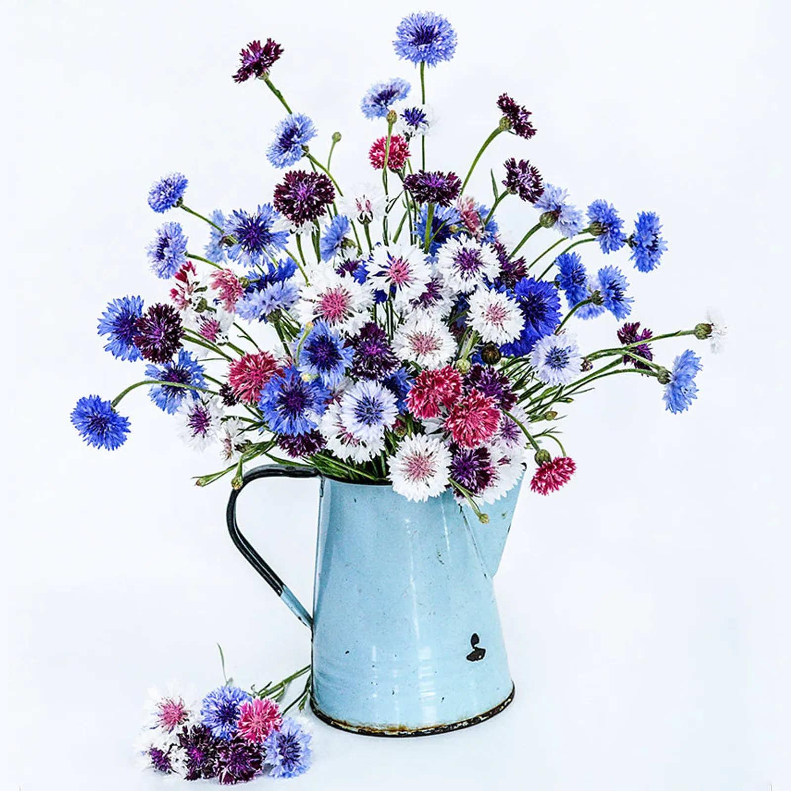 Classic Artistic Mix Cornflower